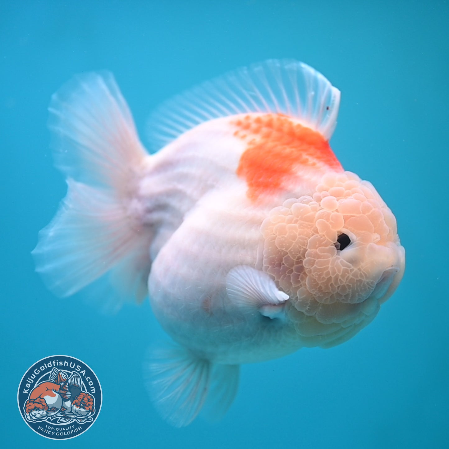 Jumbo Shogun Jade Head Sakura Oranda 5 inch Body (250822_OR22)