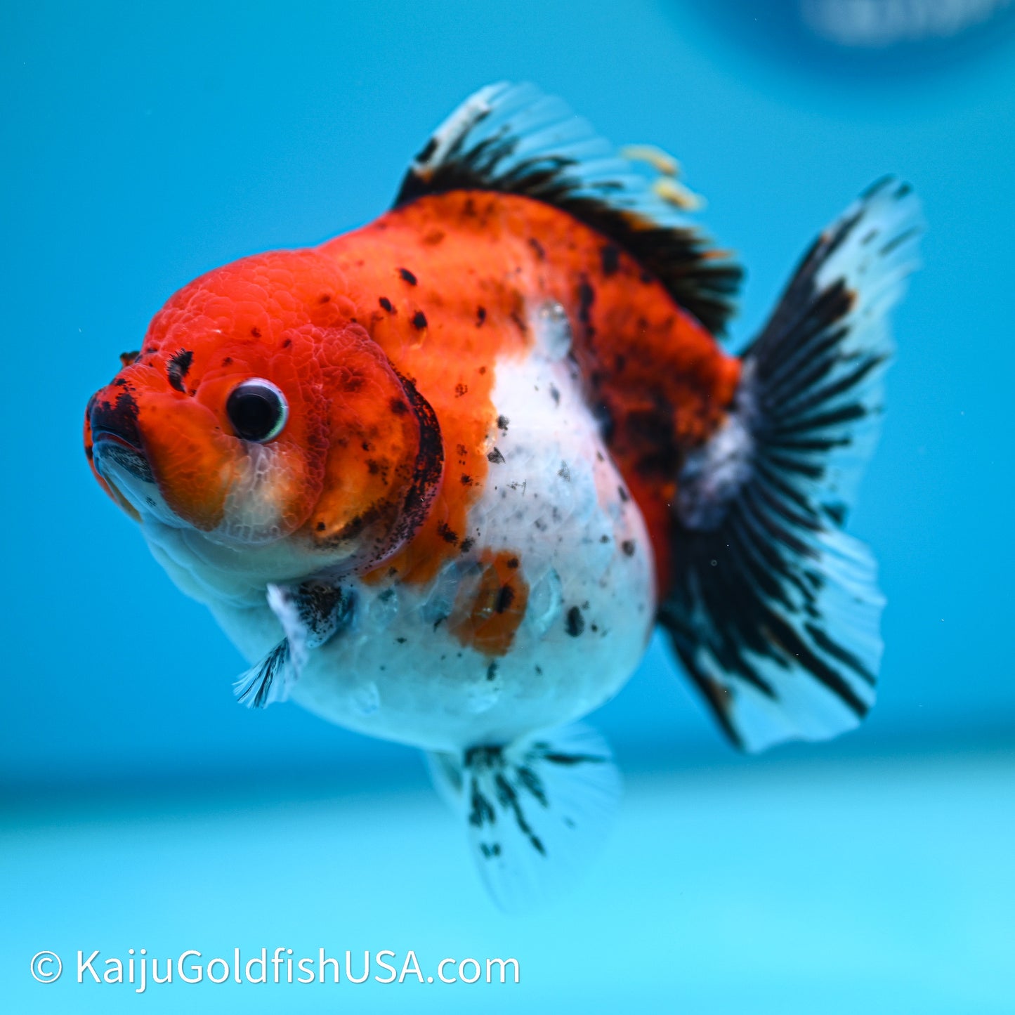 Shogun Godzilla Calico Oranda 3.5in Body (240614_OR22) - Kaiju Goldfish USA