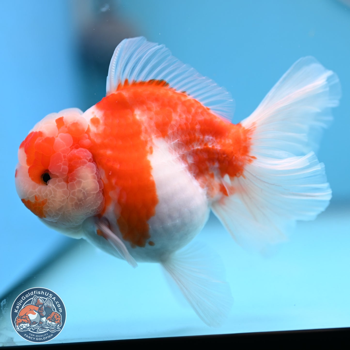 Sakura Rose Tail Oranda 5.5 inches (241018_OR22) - Kaiju Goldfish USA