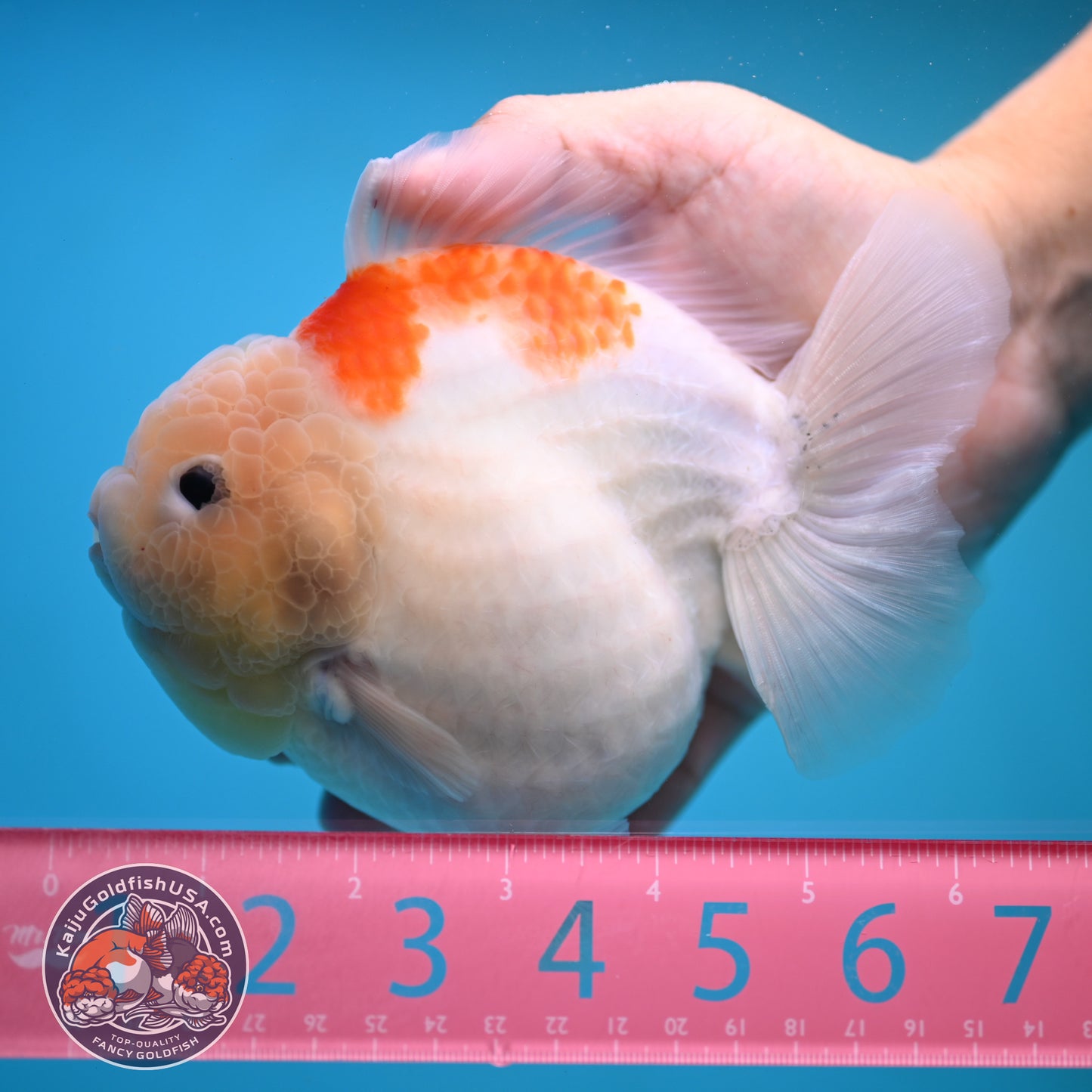 Jumbo Shogun Jade Head Sakura Oranda 5 inch Body (250822_OR22)
