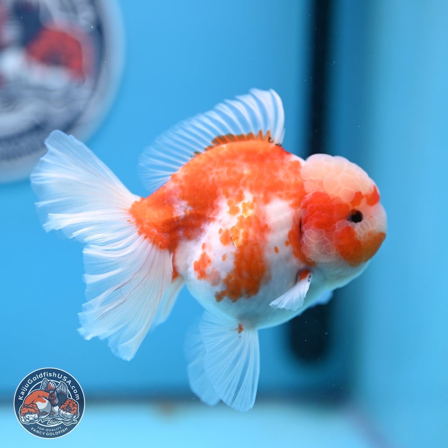 Sakura Rose Tail Oranda 5.5 inches (241018_OR22) - Kaiju Goldfish USA