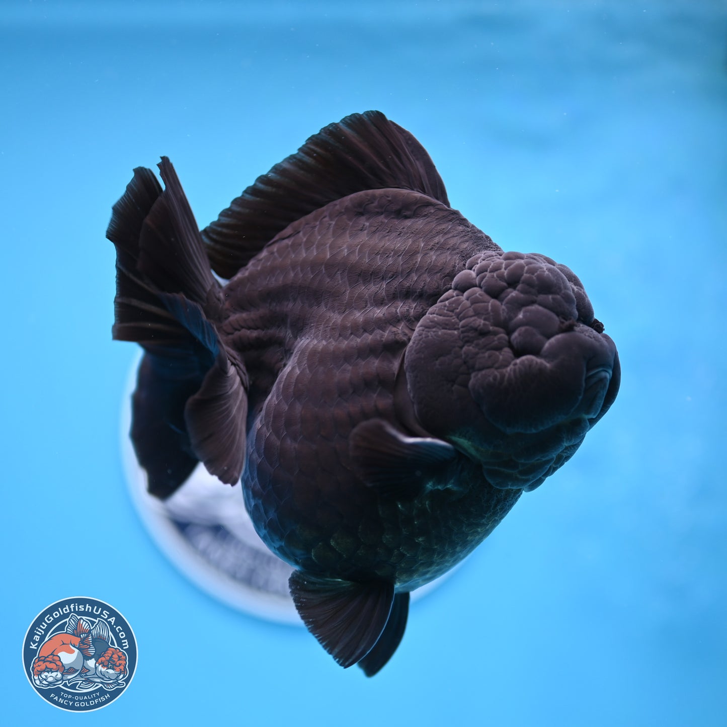 Jumbo Shogun Godzilla Jet Black Oranda 5 inches Body - Female (250207_OR22)
