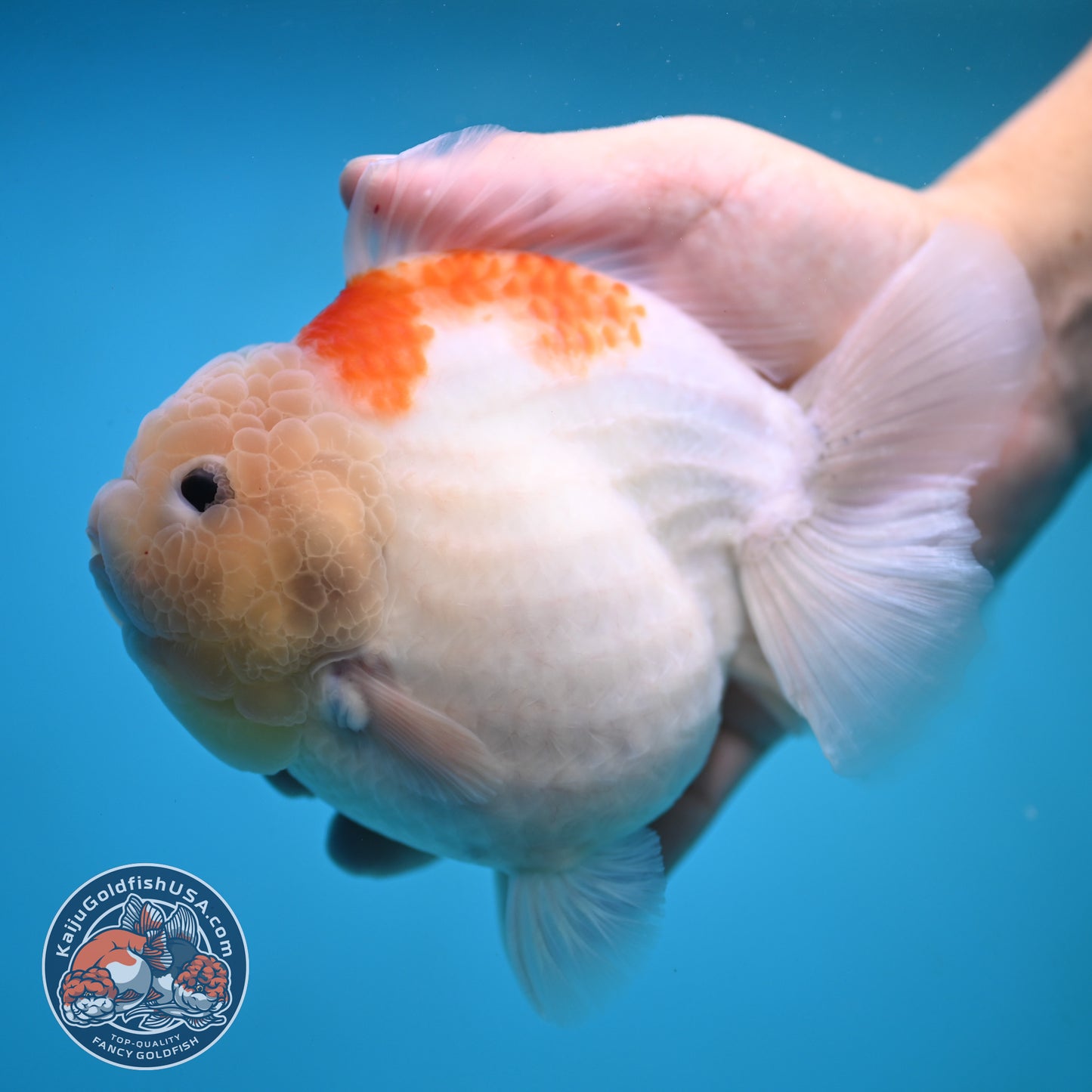 Jumbo Shogun Jade Head Sakura Oranda 5 inch Body (250822_OR22)