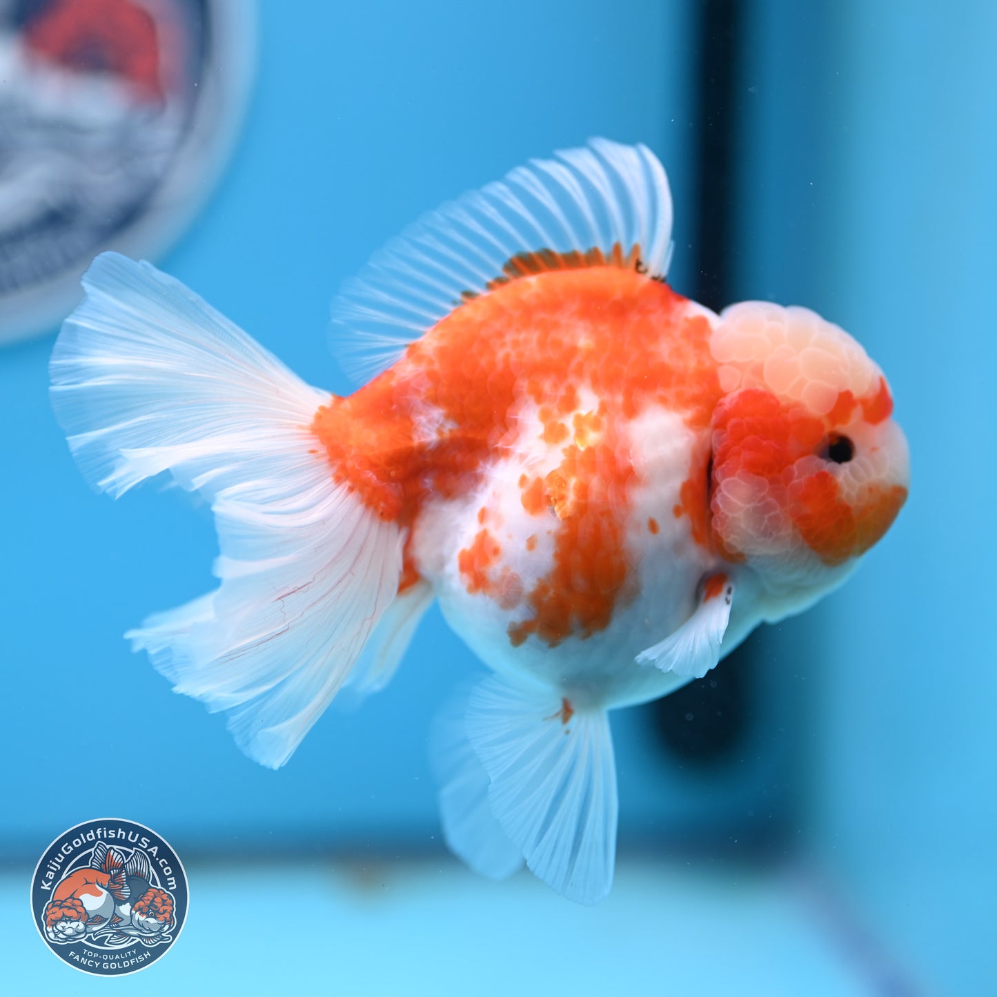 Sakura Rose Tail Oranda 5.5 inches (241018_OR22) - Kaiju Goldfish USA