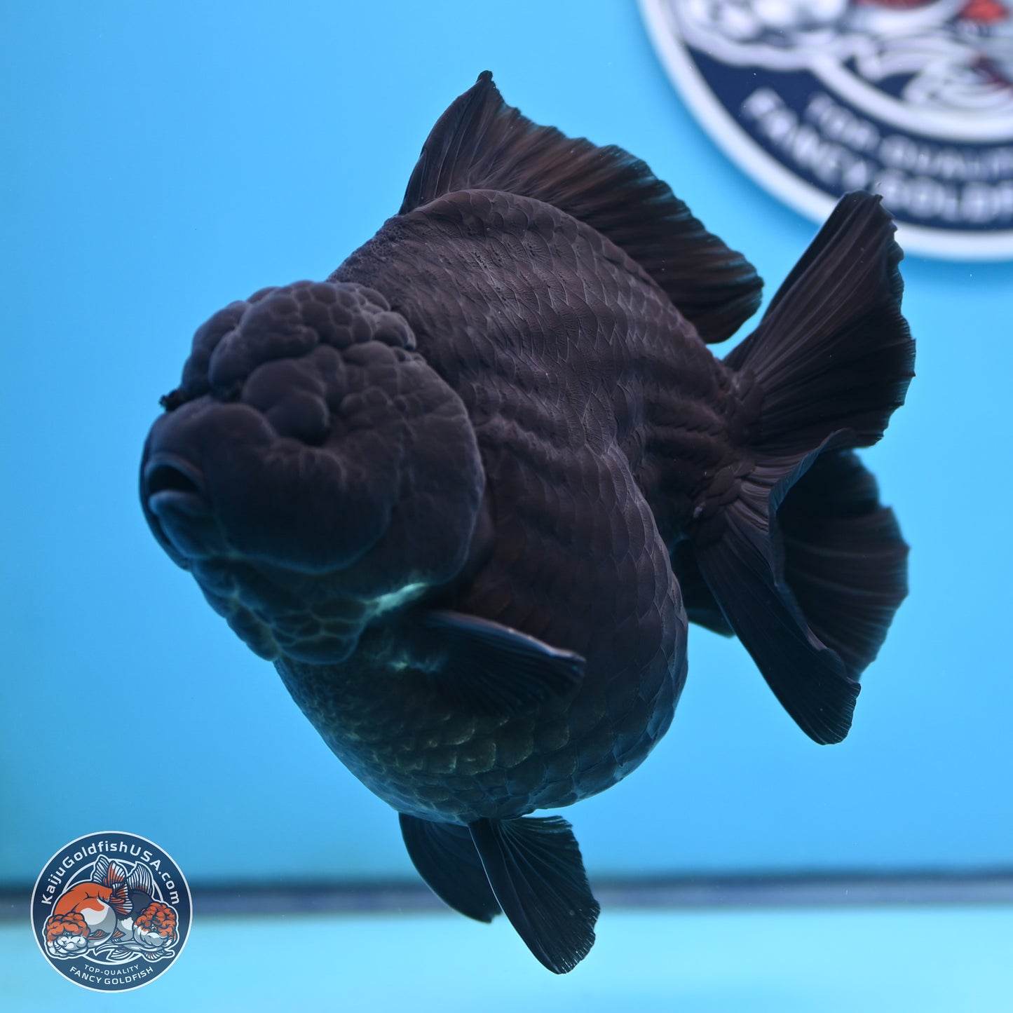 Jumbo Shogun Godzilla Jet Black Oranda 5 inches Body - Female (250207_OR22)