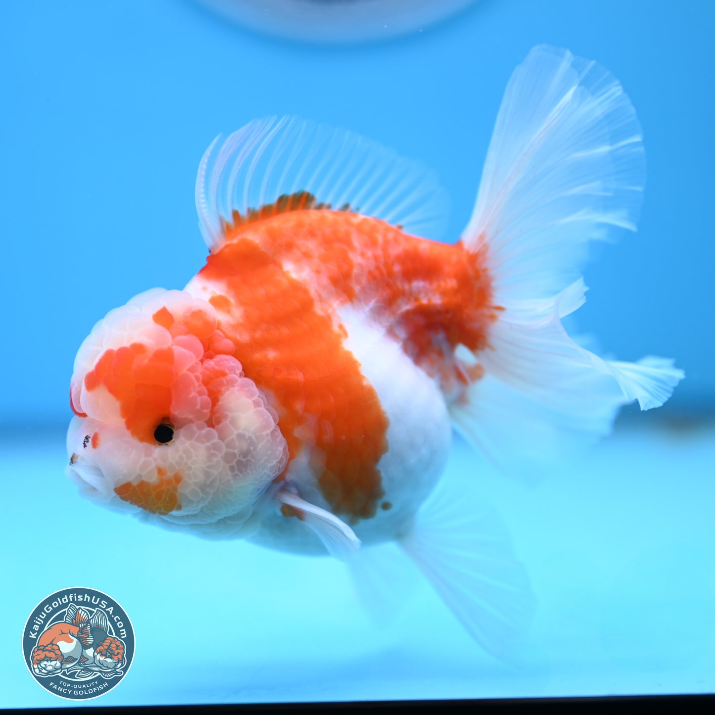 Sakura Rose Tail Oranda 5.5 inches (241018_OR22) - Kaiju Goldfish USA