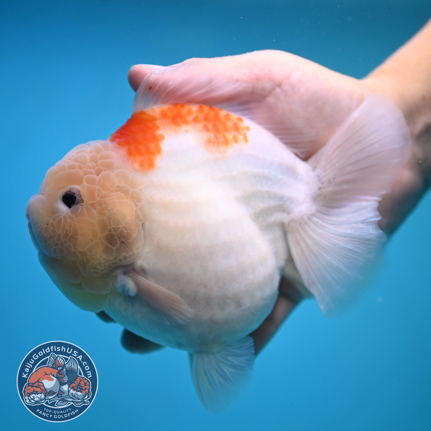 Jumbo Shogun Jade Head Sakura Oranda 5 inch Body (250822_OR22)