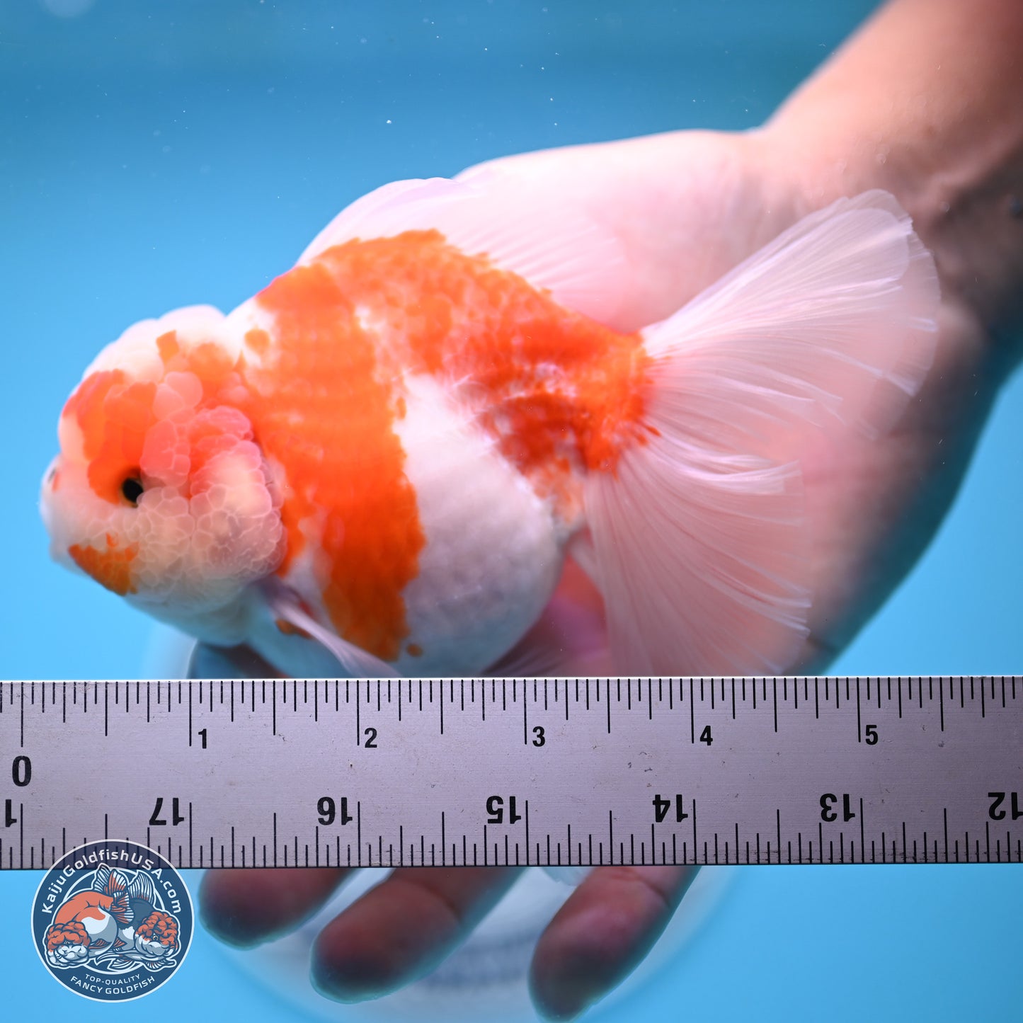 Sakura Rose Tail Oranda 5.5 inches (241018_OR22) - Kaiju Goldfish USA