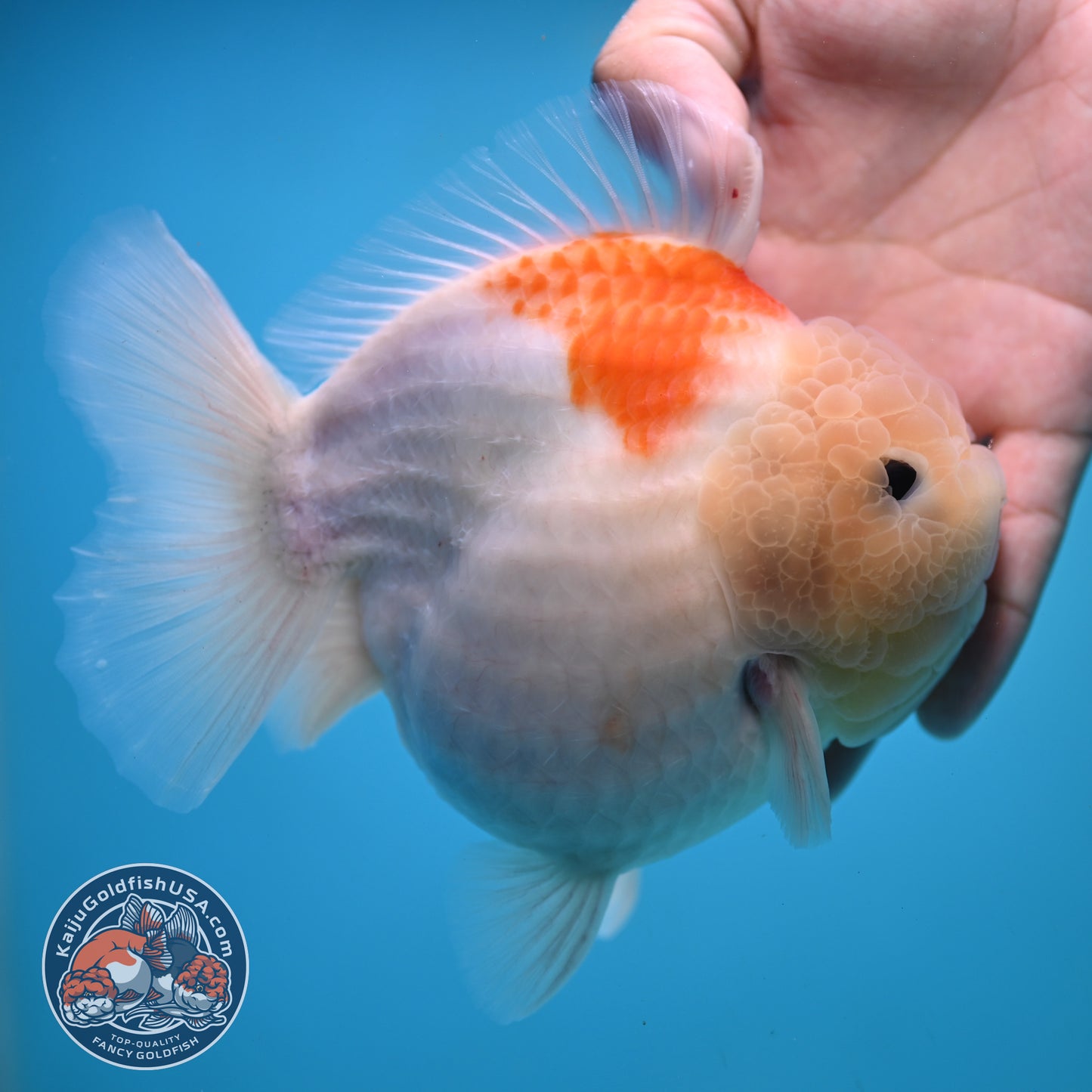 Jumbo Shogun Jade Head Sakura Oranda 5 inch Body (250822_OR22)