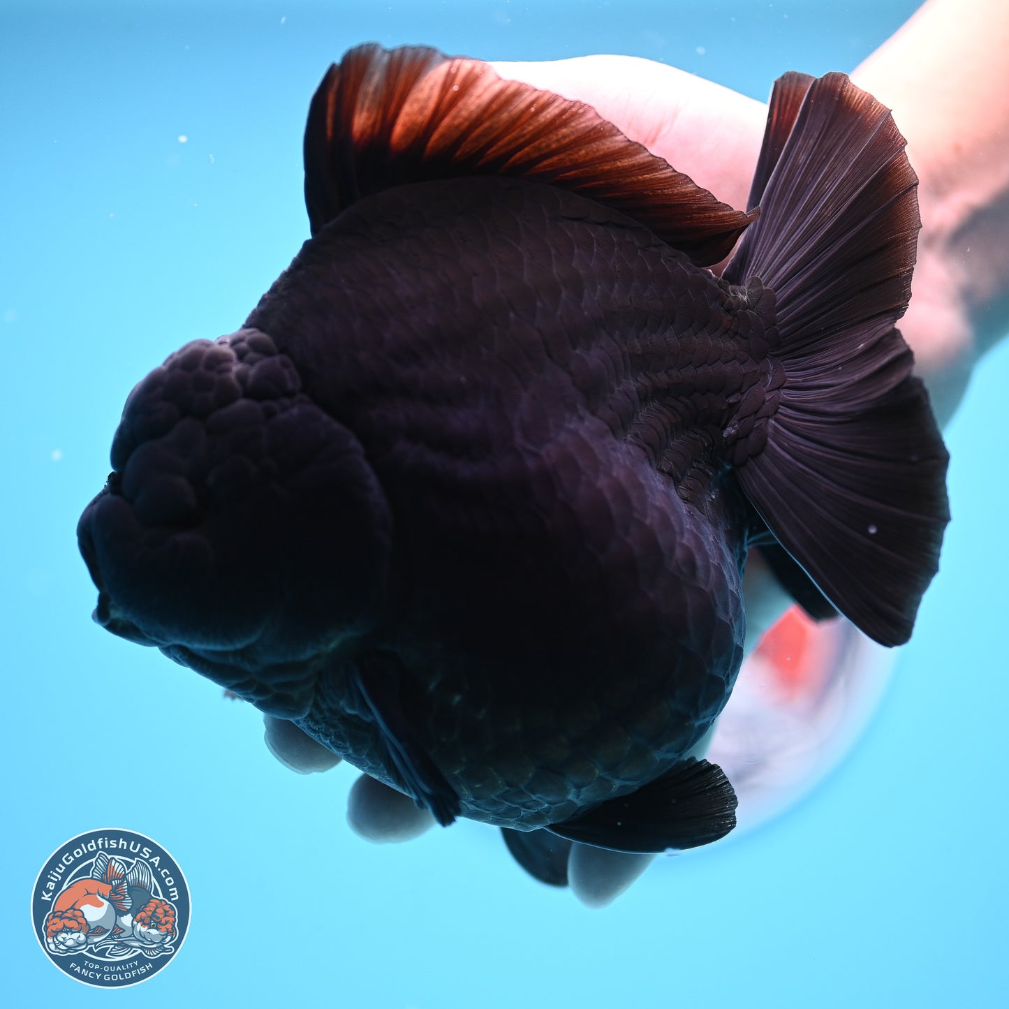 Jumbo Shogun Godzilla Jet Black Oranda 5 inches Body - Female (250207_OR22)