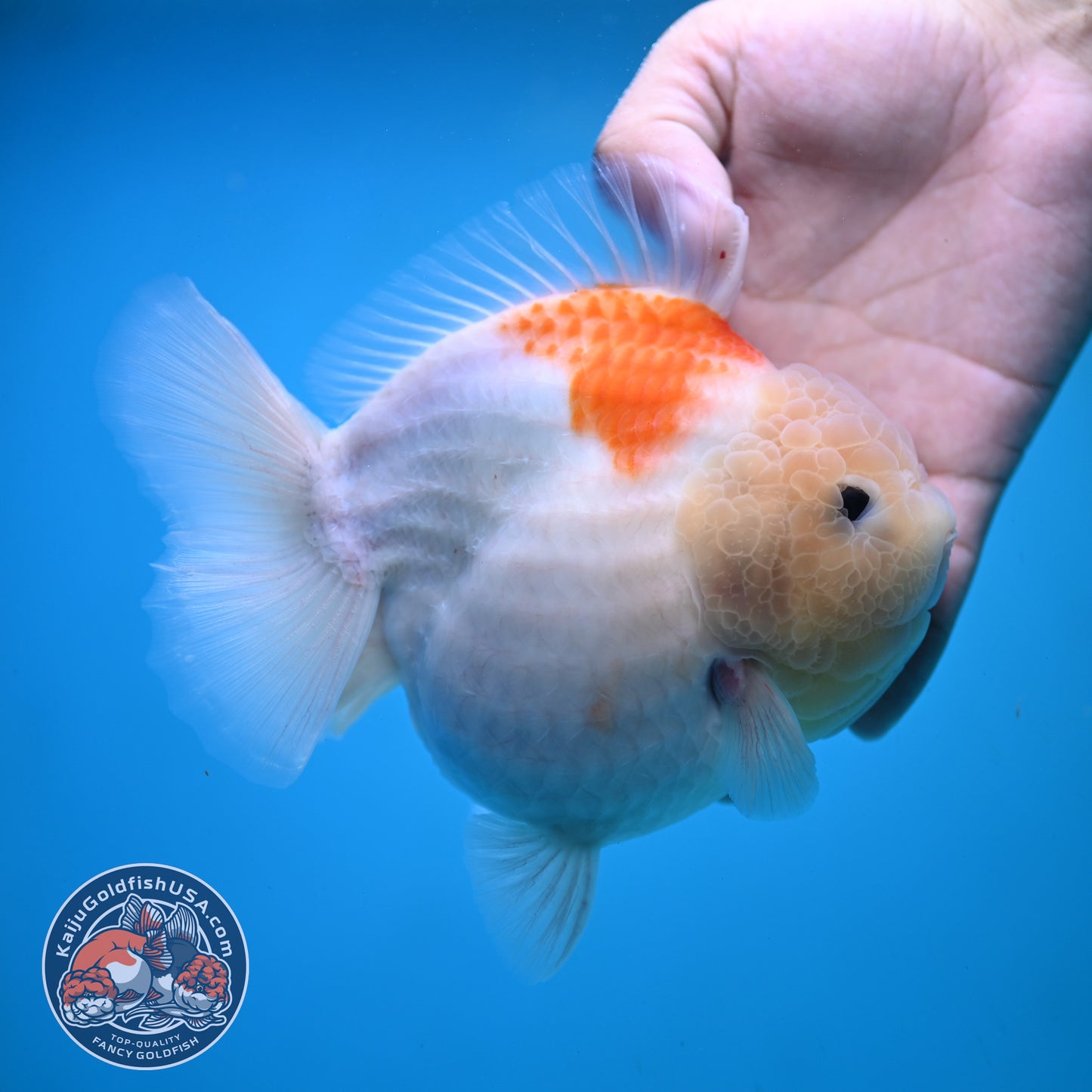 Jumbo Shogun Jade Head Sakura Oranda 5 inch Body (250822_OR22)