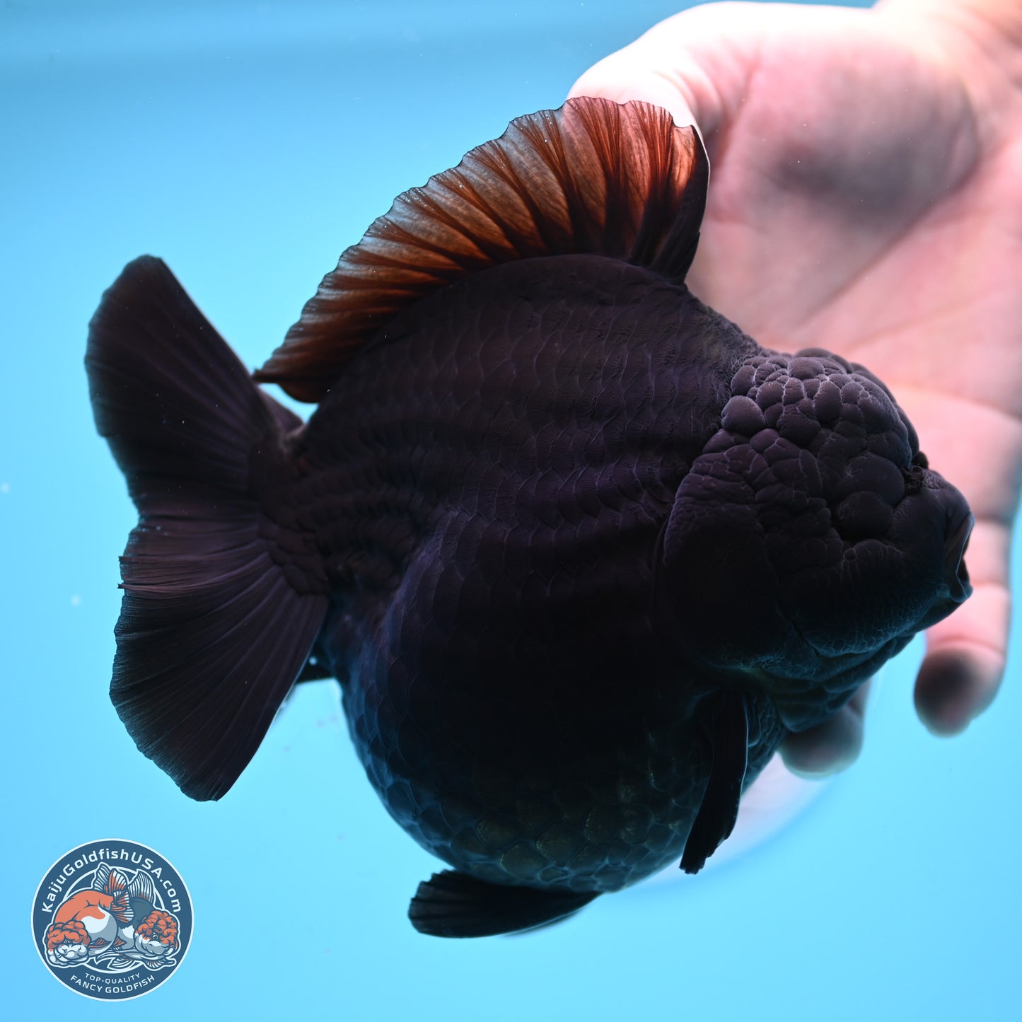 Jumbo Shogun Godzilla Jet Black Oranda 5 inches Body - Female (250207_OR22)