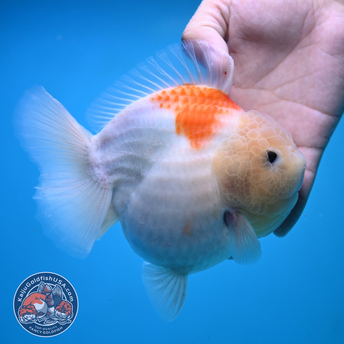 Jumbo Shogun Jade Head Sakura Oranda 5 inch Body (250822_OR22)
