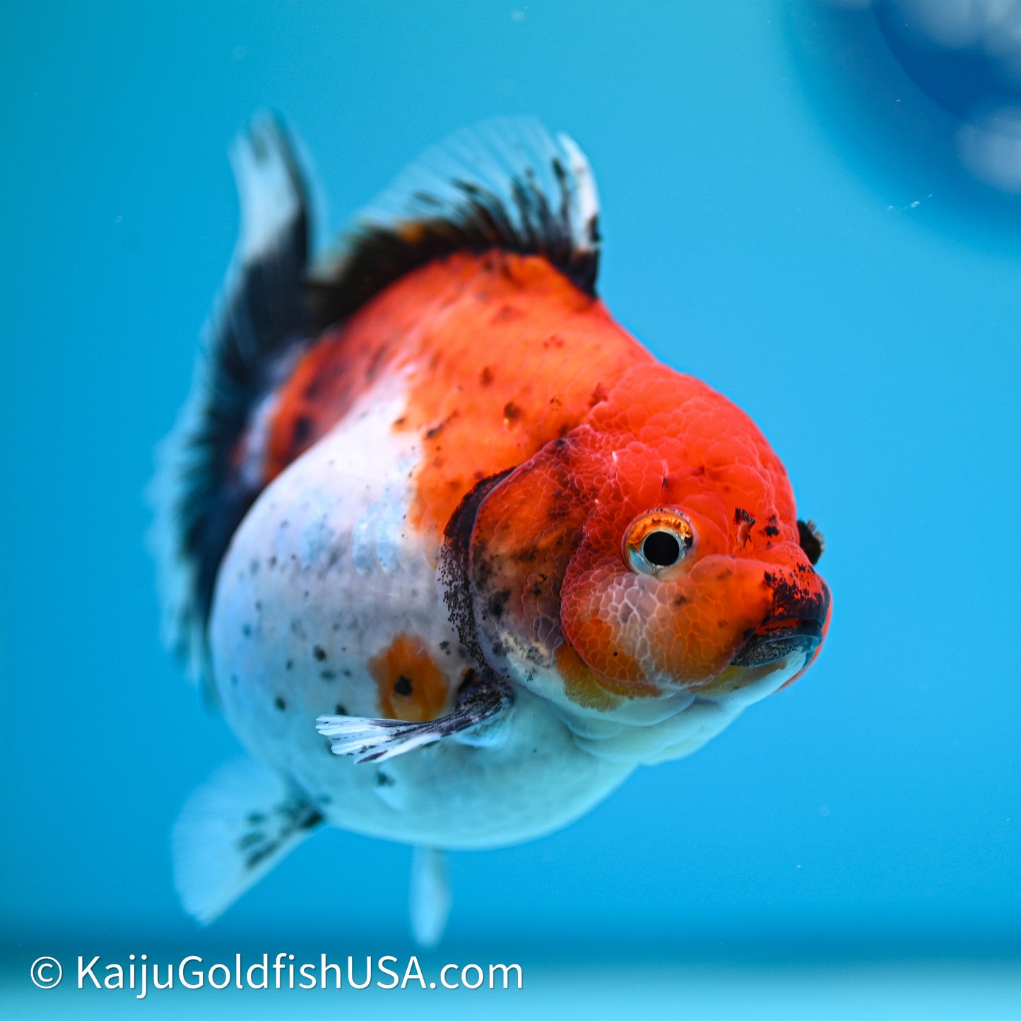 Shogun Godzilla Calico Oranda 3.5in Body (240614_OR22) - Kaiju Goldfish USA