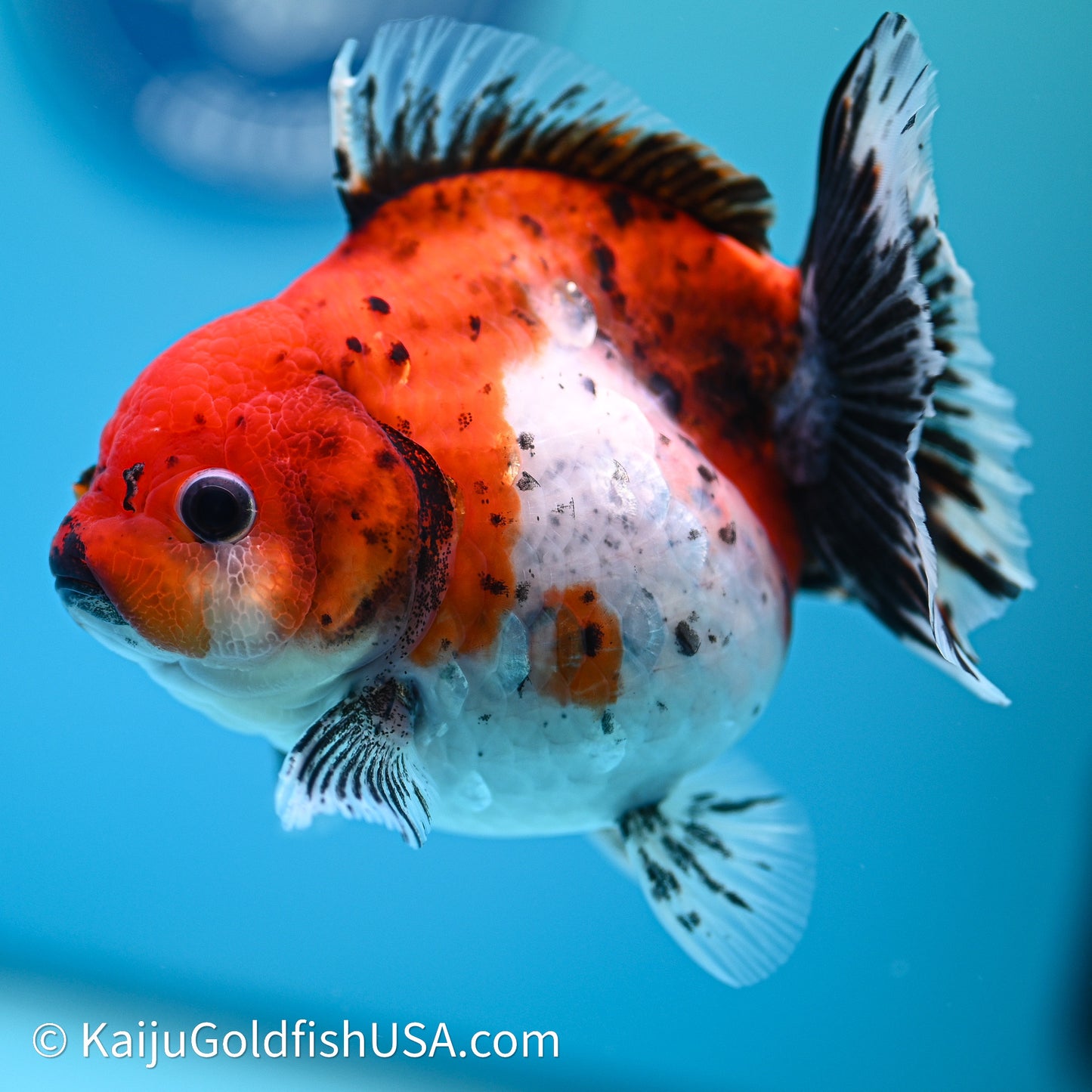 Shogun Godzilla Calico Oranda 3.5in Body (240614_OR22) - Kaiju Goldfish USA