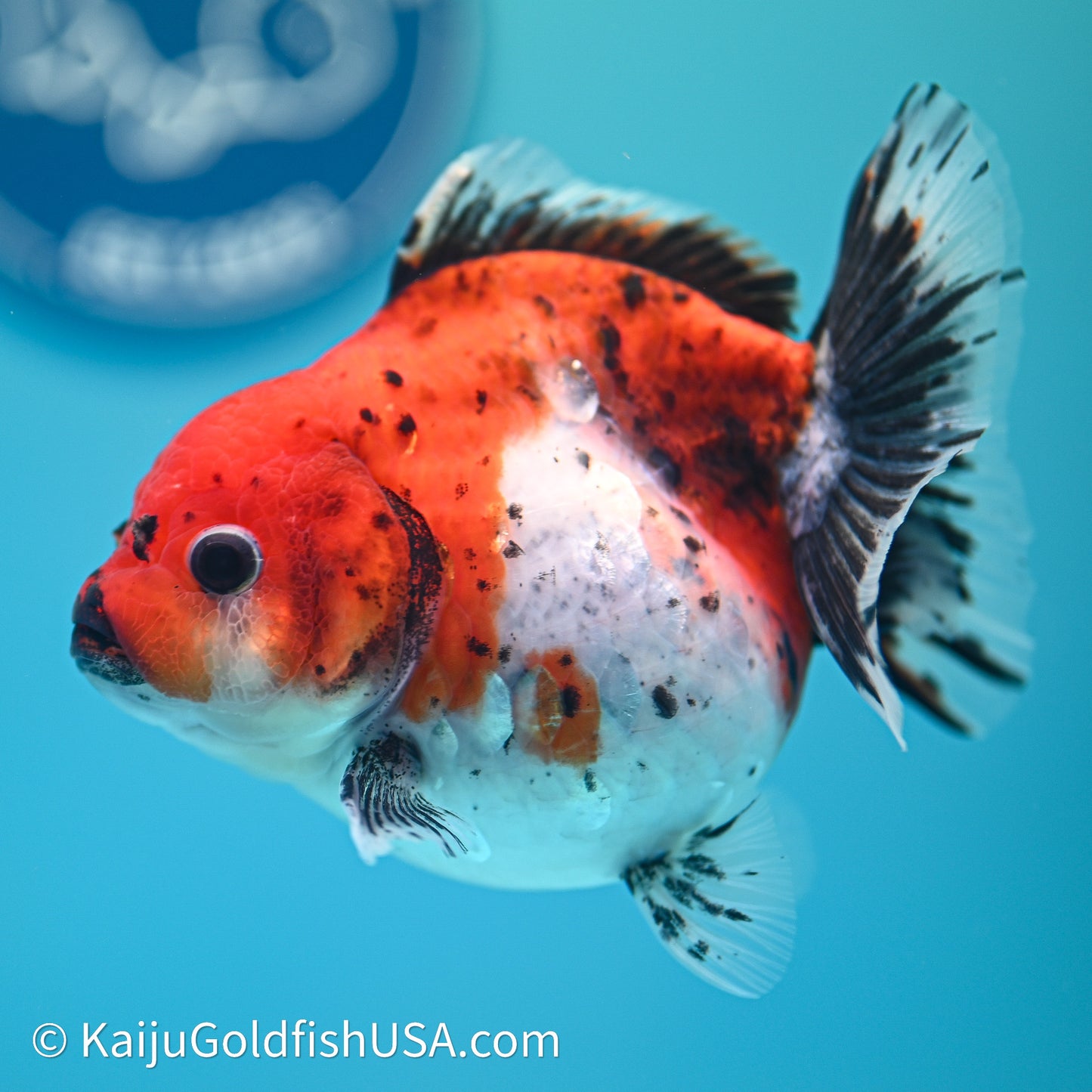 Shogun Godzilla Calico Oranda 3.5in Body (240614_OR22) - Kaiju Goldfish USA