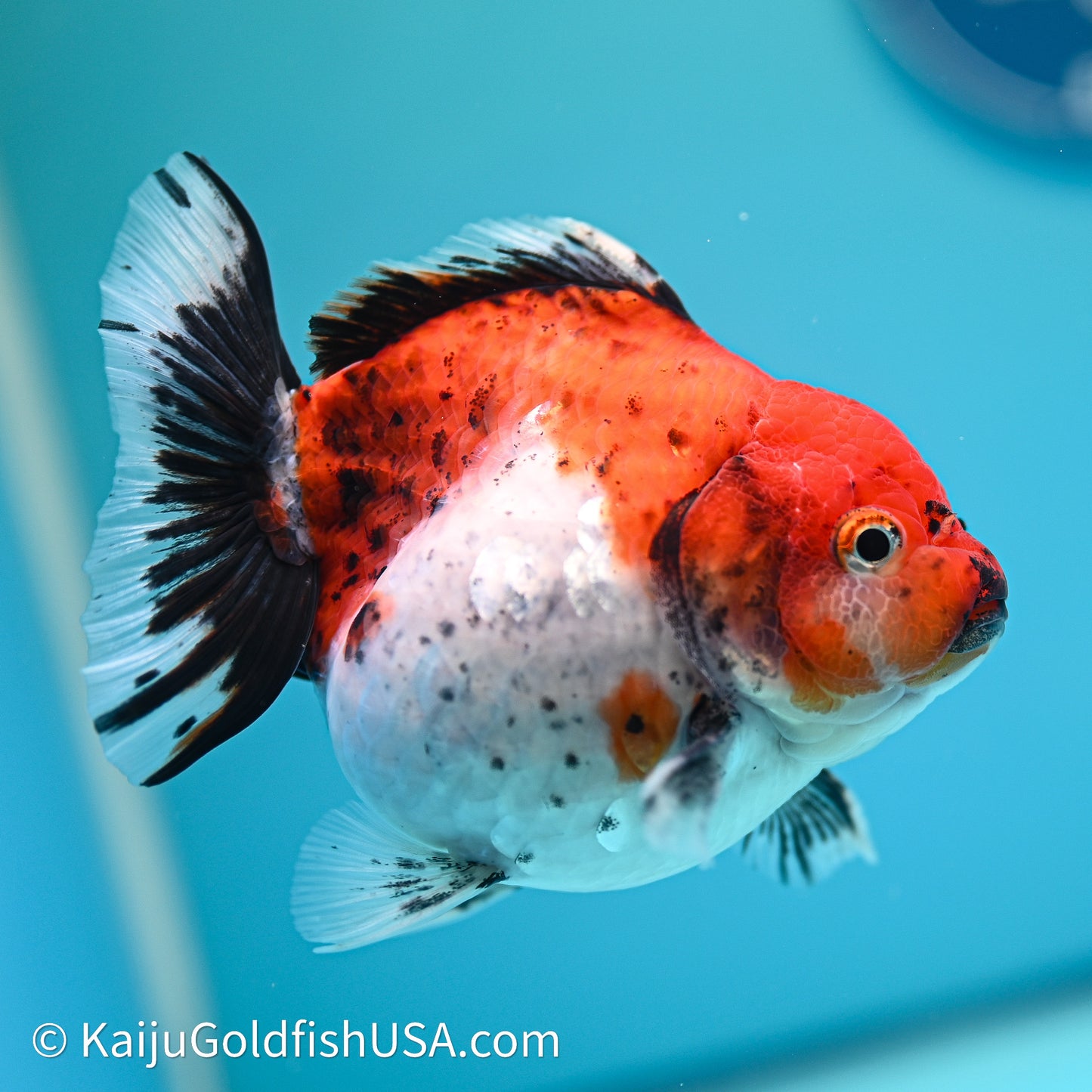 Shogun Godzilla Calico Oranda 3.5in Body (240614_OR22) - Kaiju Goldfish USA