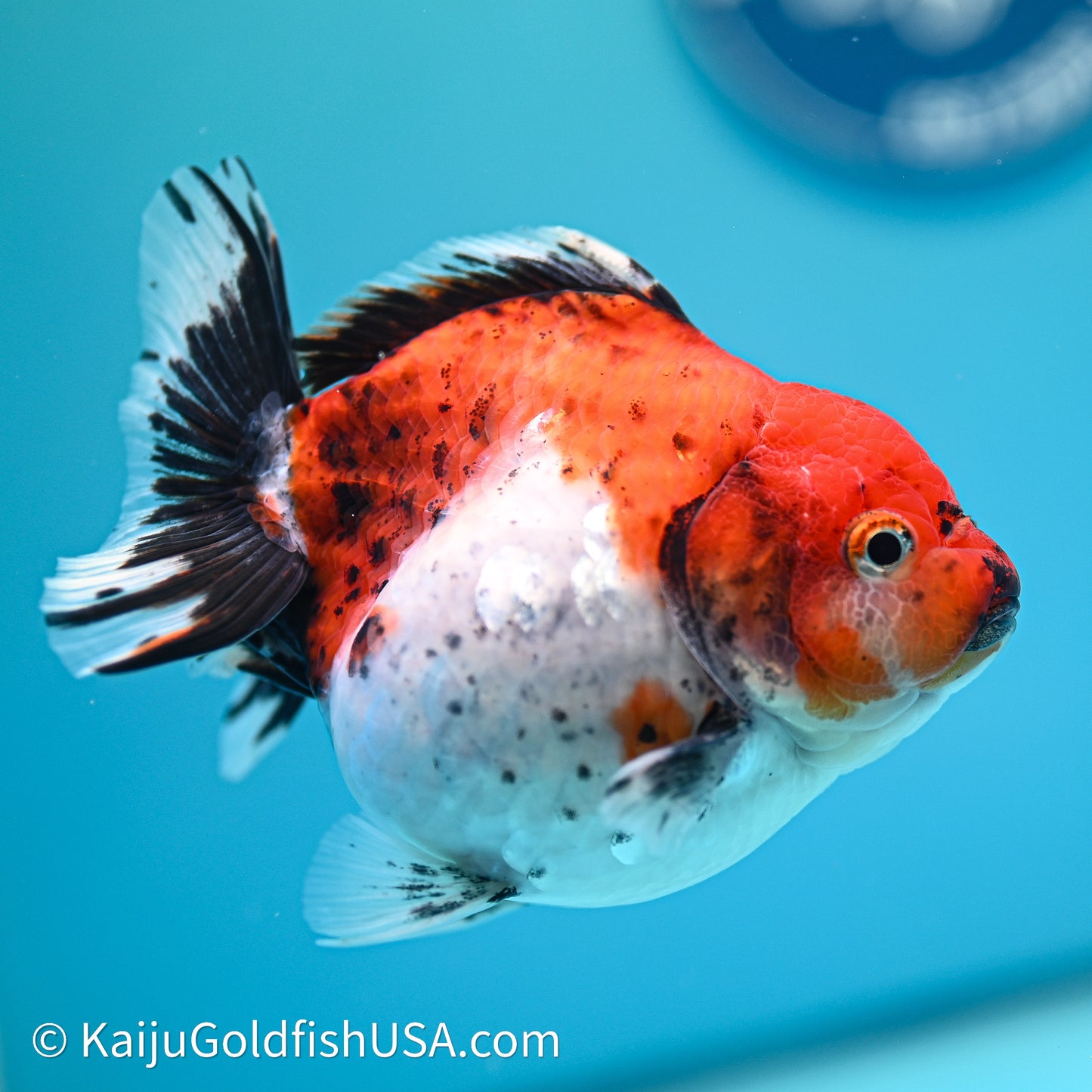 Shogun Godzilla Calico Oranda 3.5in Body (240614_OR22) - Kaiju Goldfish USA