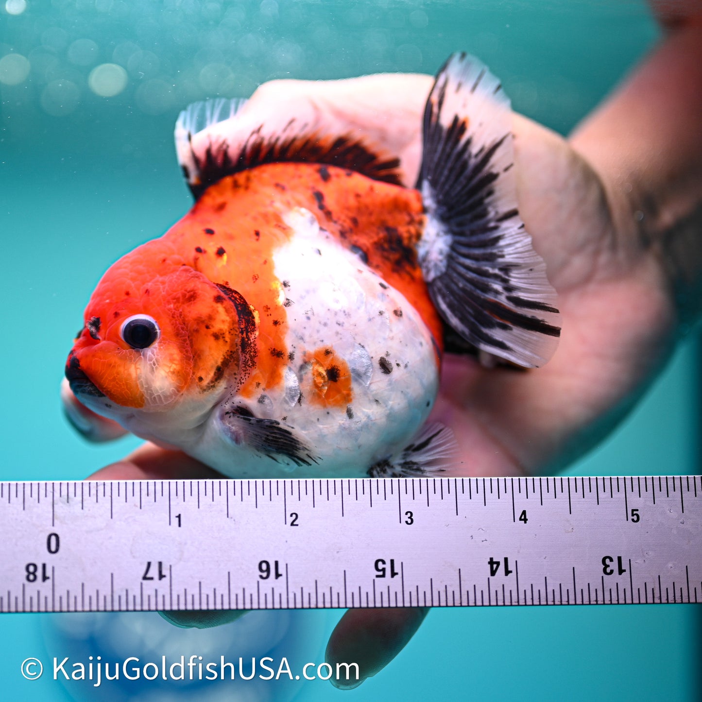 Shogun Godzilla Calico Oranda 3.5in Body (240614_OR22) - Kaiju Goldfish USA