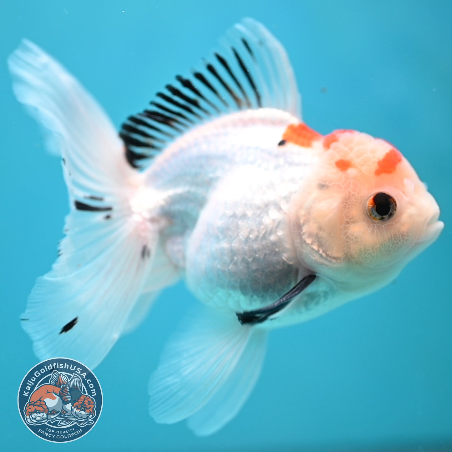Tricolor Oranda 3.5 inch Body(250613_OR22)