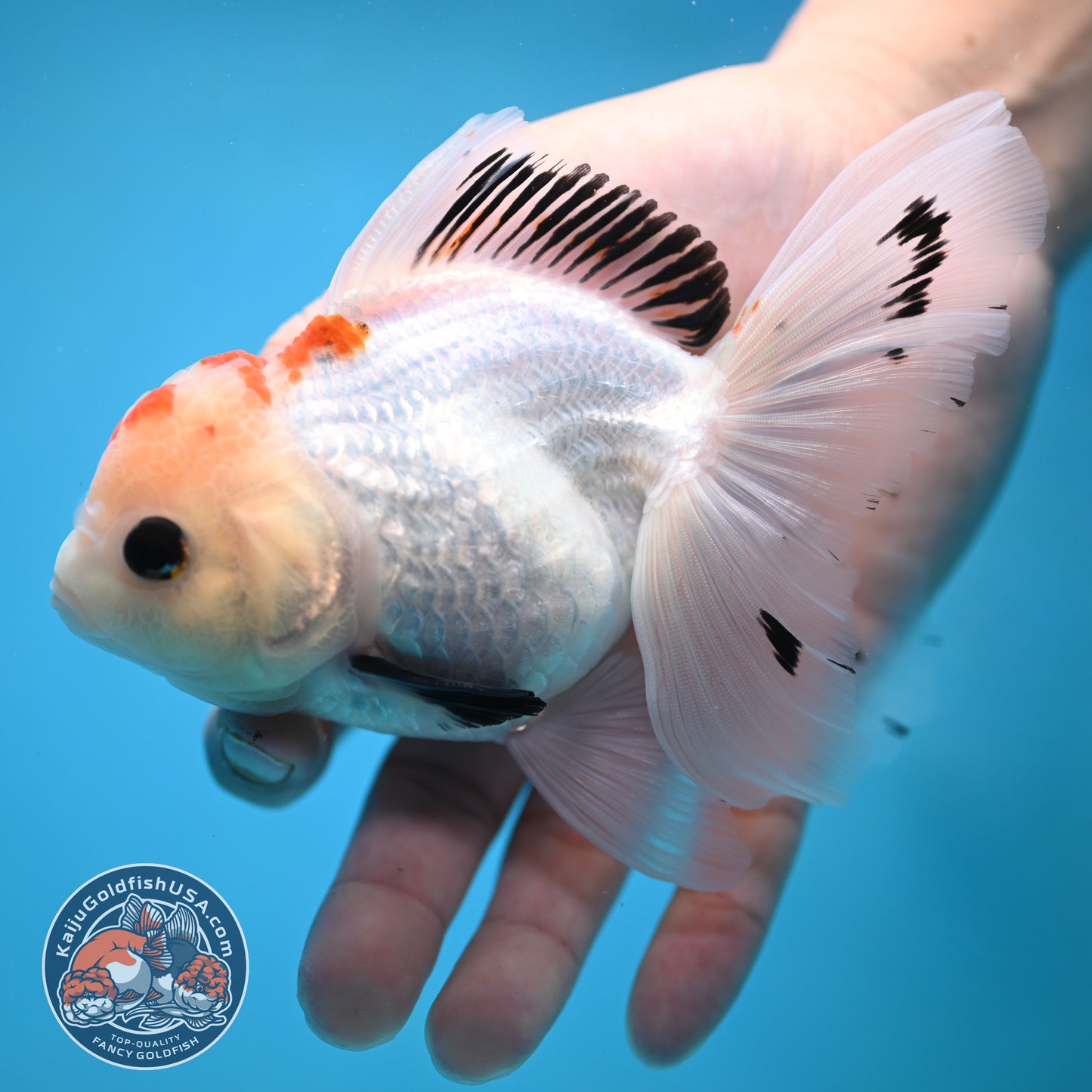 Tricolor Oranda 3.5 inch Body(250613_OR22)