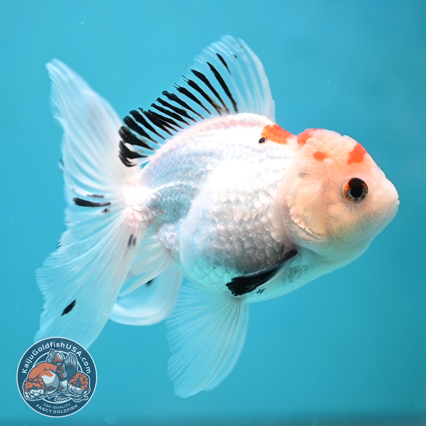 Tricolor Oranda 3.5 inch Body(250613_OR22)