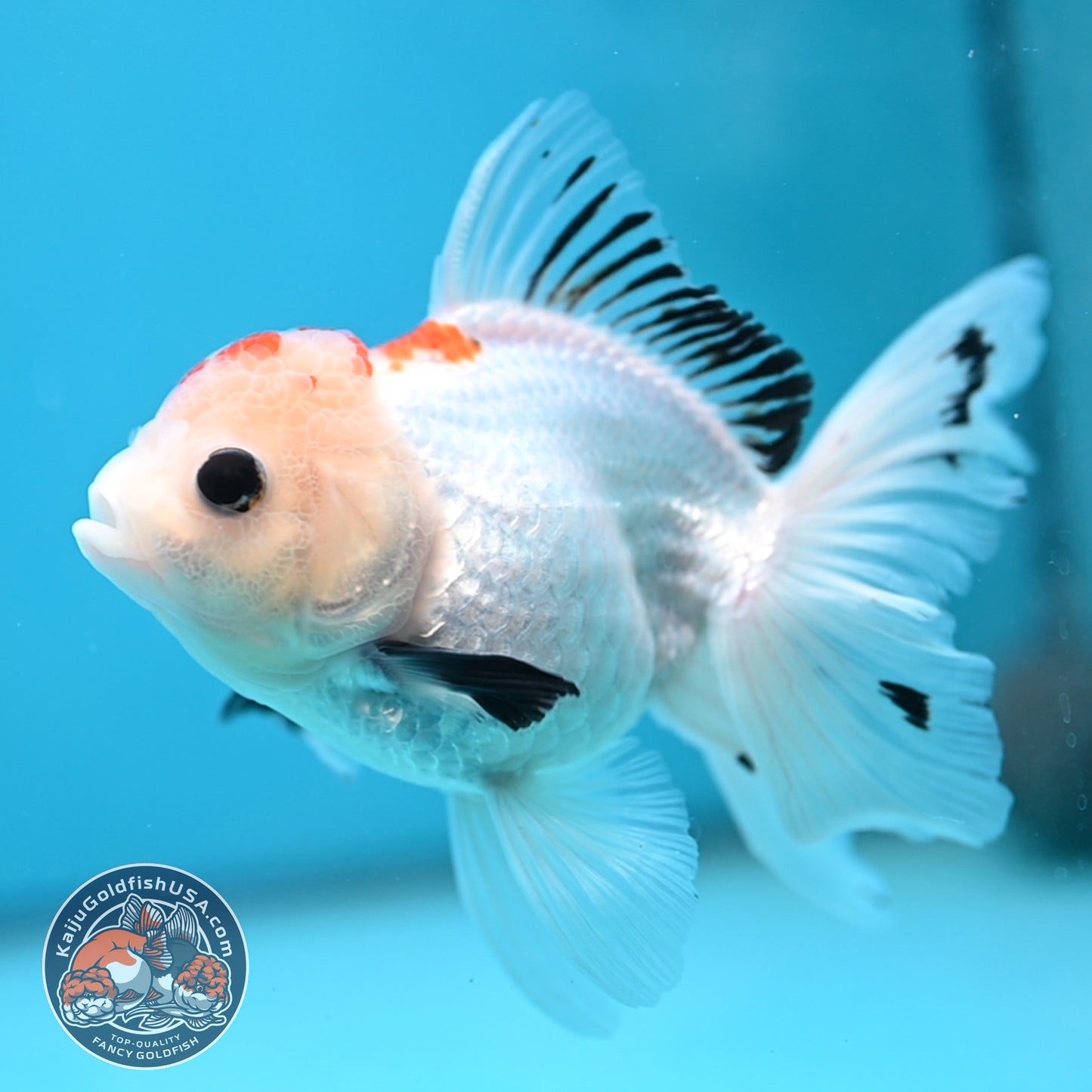 Tricolor Oranda 3.5 inch Body(250613_OR22)