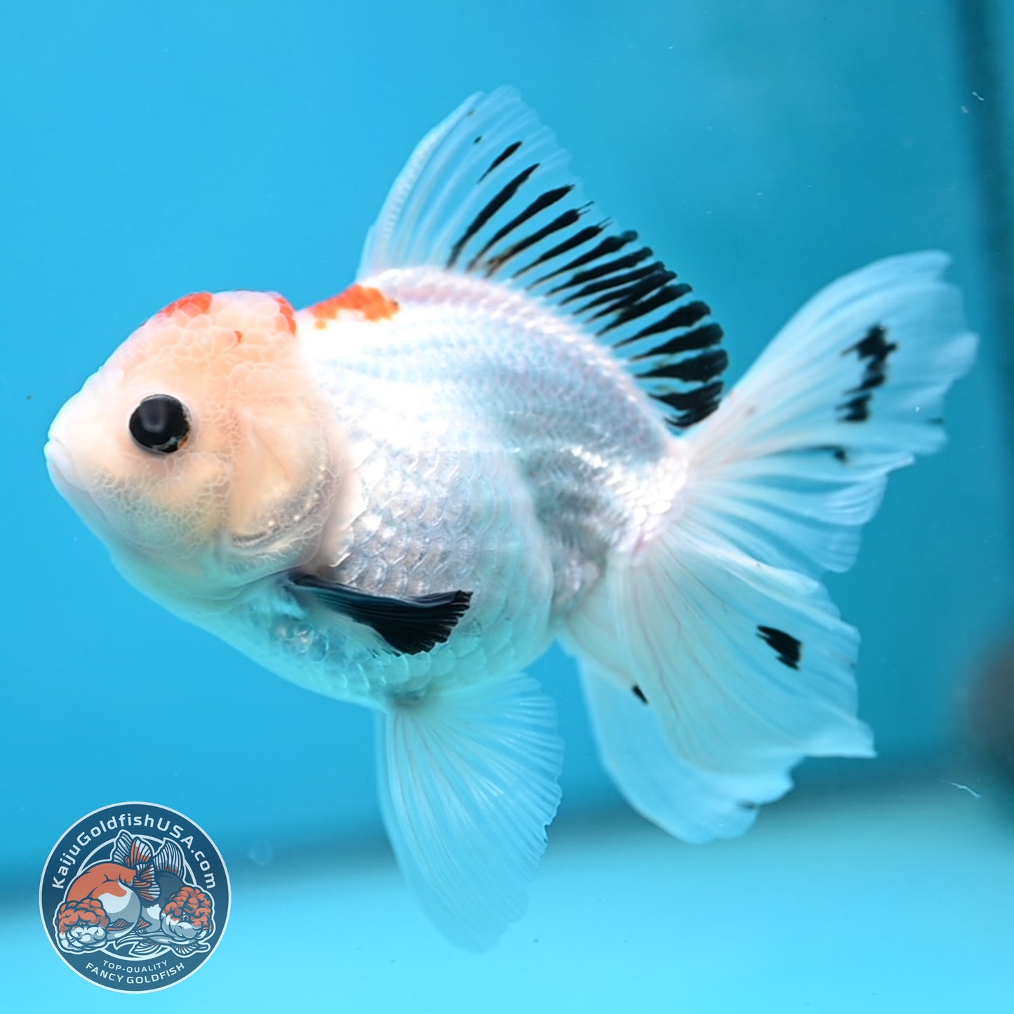 Tricolor Oranda 3.5 inch Body(250613_OR22)
