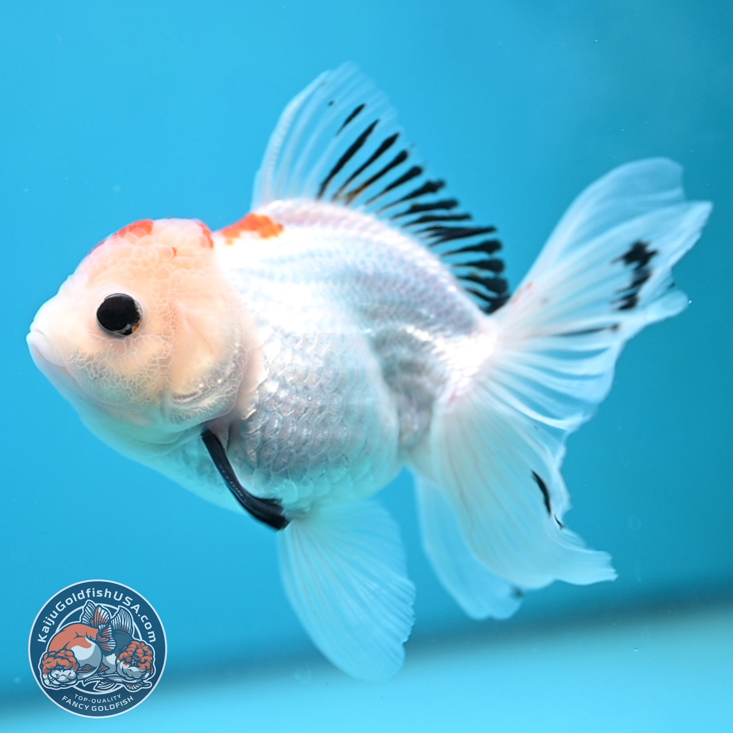 Tricolor Oranda 3.5 inch Body(250613_OR22)