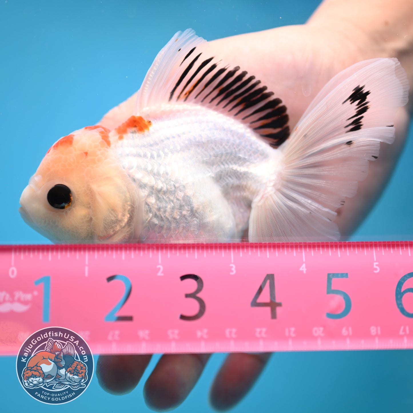Tricolor Oranda 3.5 inch Body(250613_OR22)