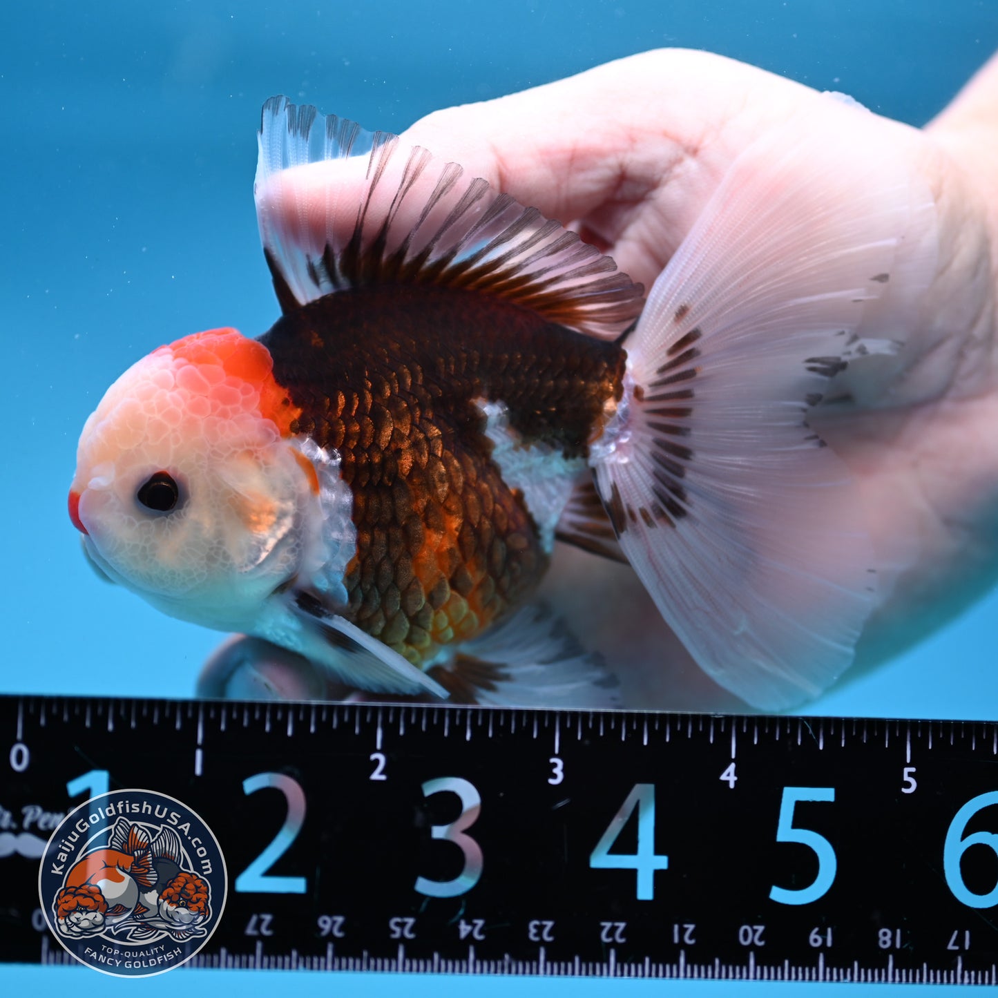 Tricolor Oranda 3 inch Body (250912_OR22)
