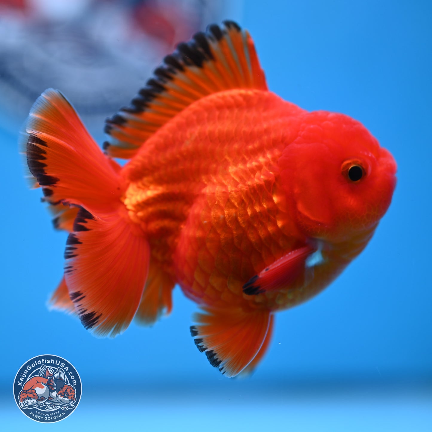 Apache YuanBao Oranda 3.25 inches Body - Male (250307_OR22)
