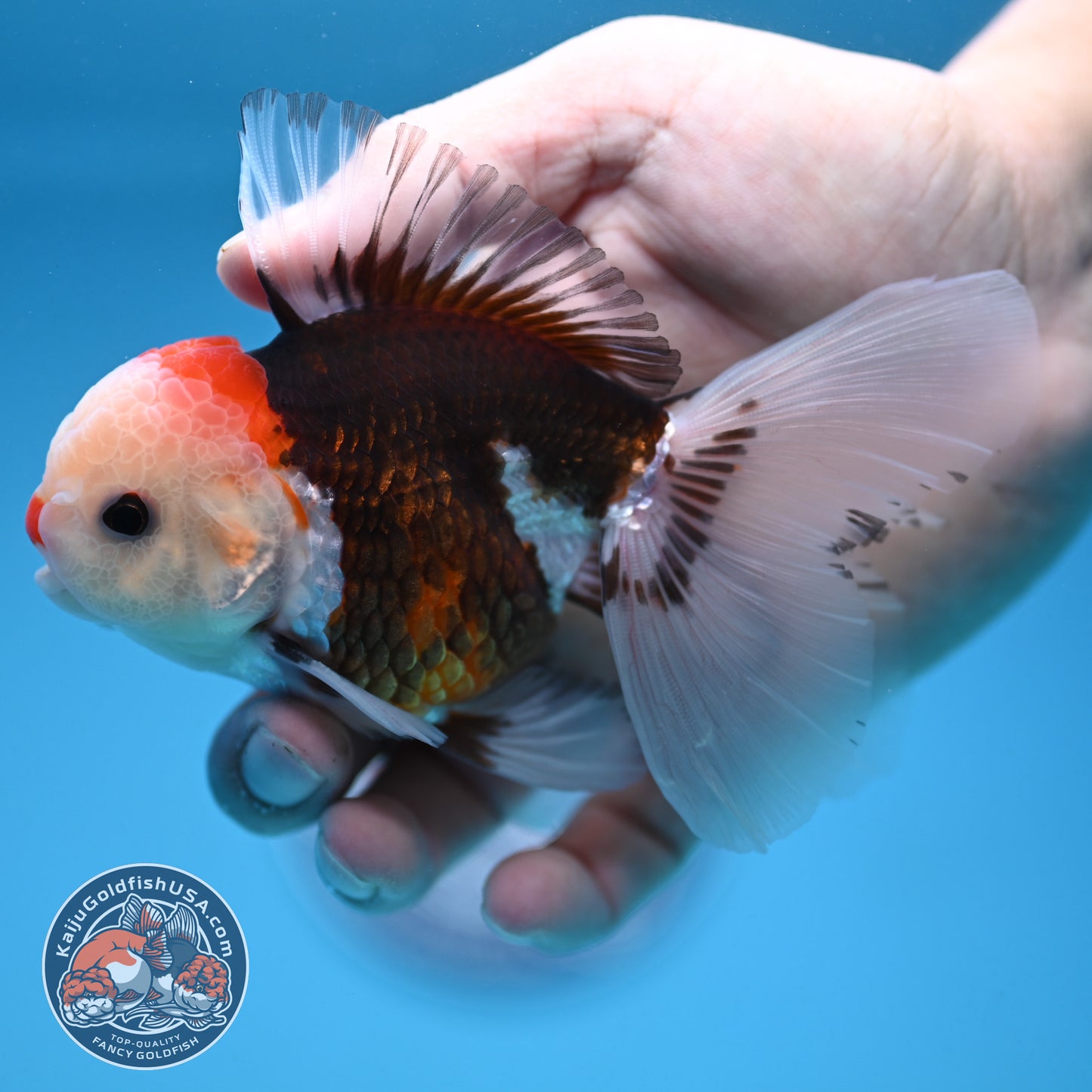 Tricolor Oranda 3 inch Body (250912_OR22)