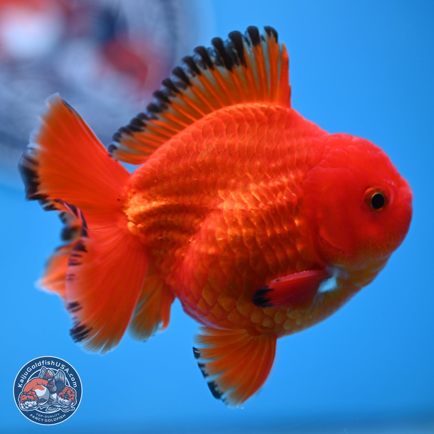 Apache YuanBao Oranda 3.25 inches Body - Male (250307_OR22)