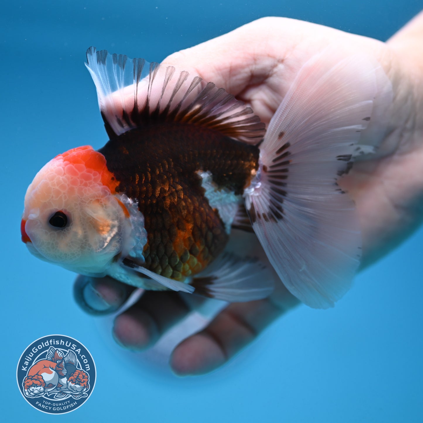 Tricolor Oranda 3 inch Body (250912_OR22)