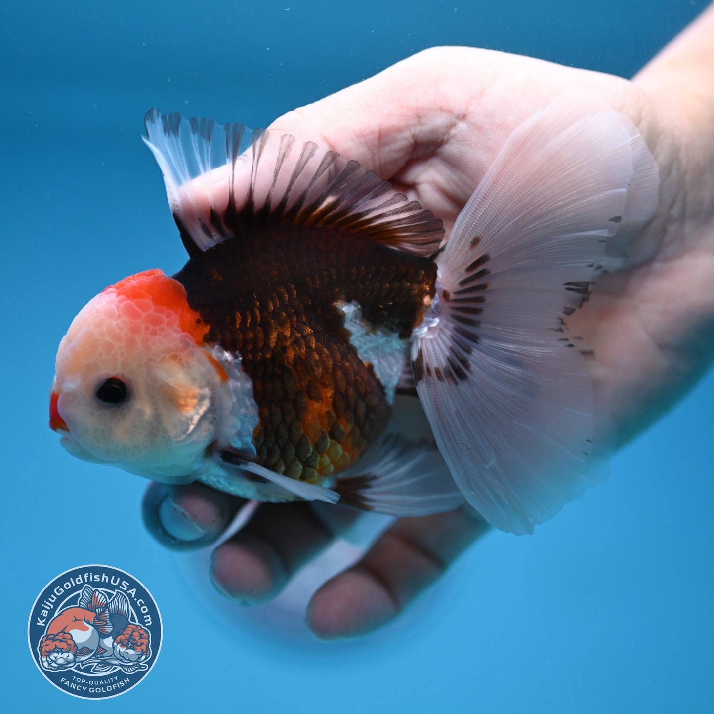 Tricolor Oranda 3 inch Body (250912_OR22)
