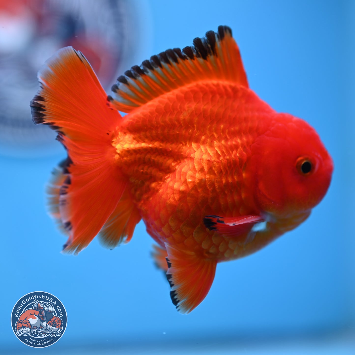 Apache YuanBao Oranda 3.25 inches Body - Male (250307_OR22)
