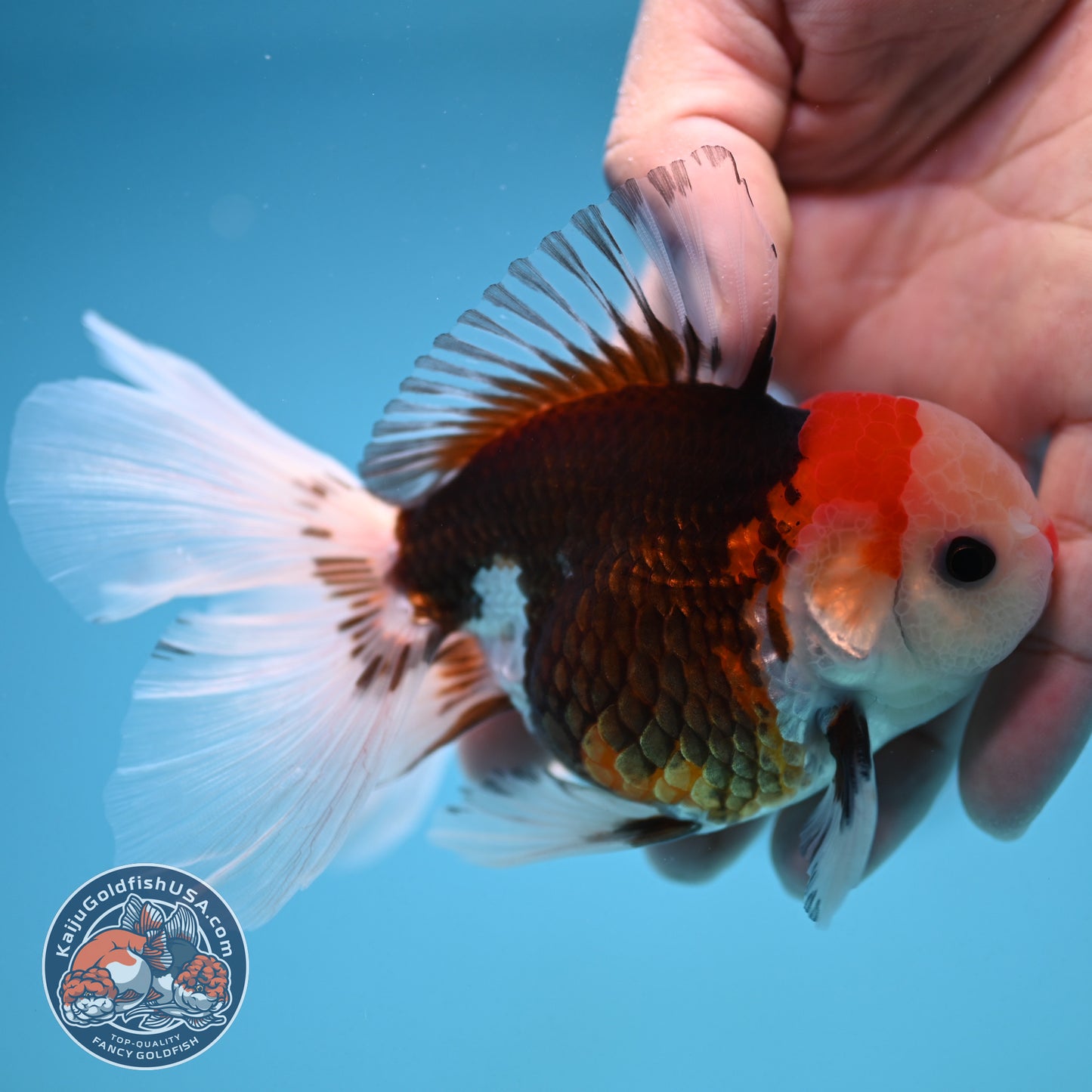 Tricolor Oranda 3 inch Body (250912_OR22)