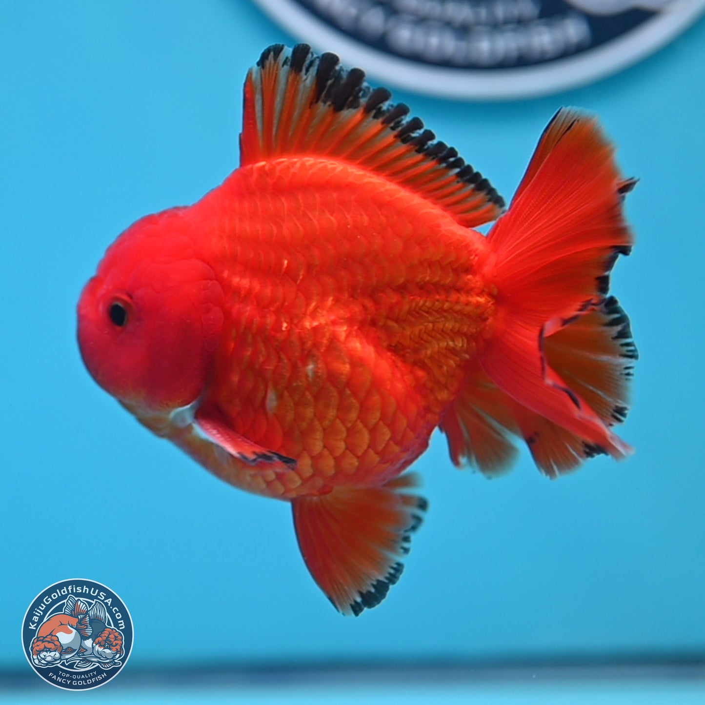Apache YuanBao Oranda 3.25 inches Body - Male (250307_OR22)