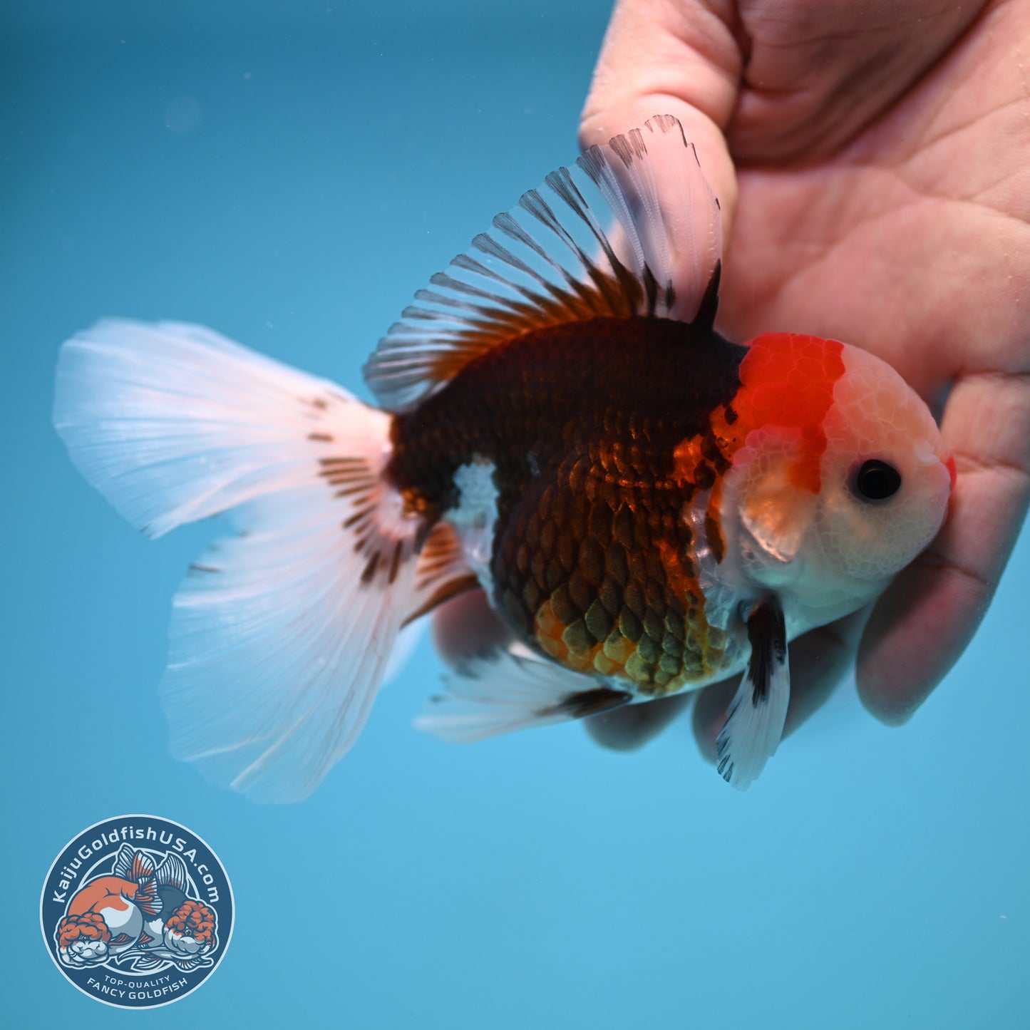 Tricolor Oranda 3 inch Body (250912_OR22)