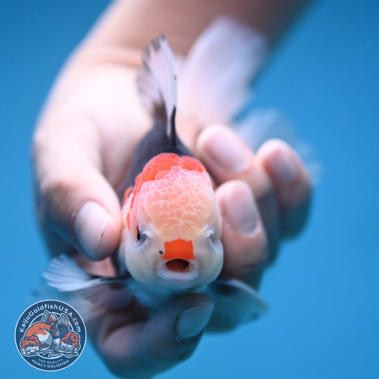 Tricolor Oranda 3 inch Body (250912_OR22)