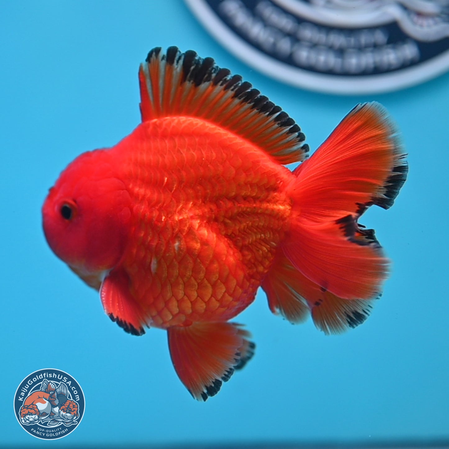 Apache YuanBao Oranda 3.25 inches Body - Male (250307_OR22)