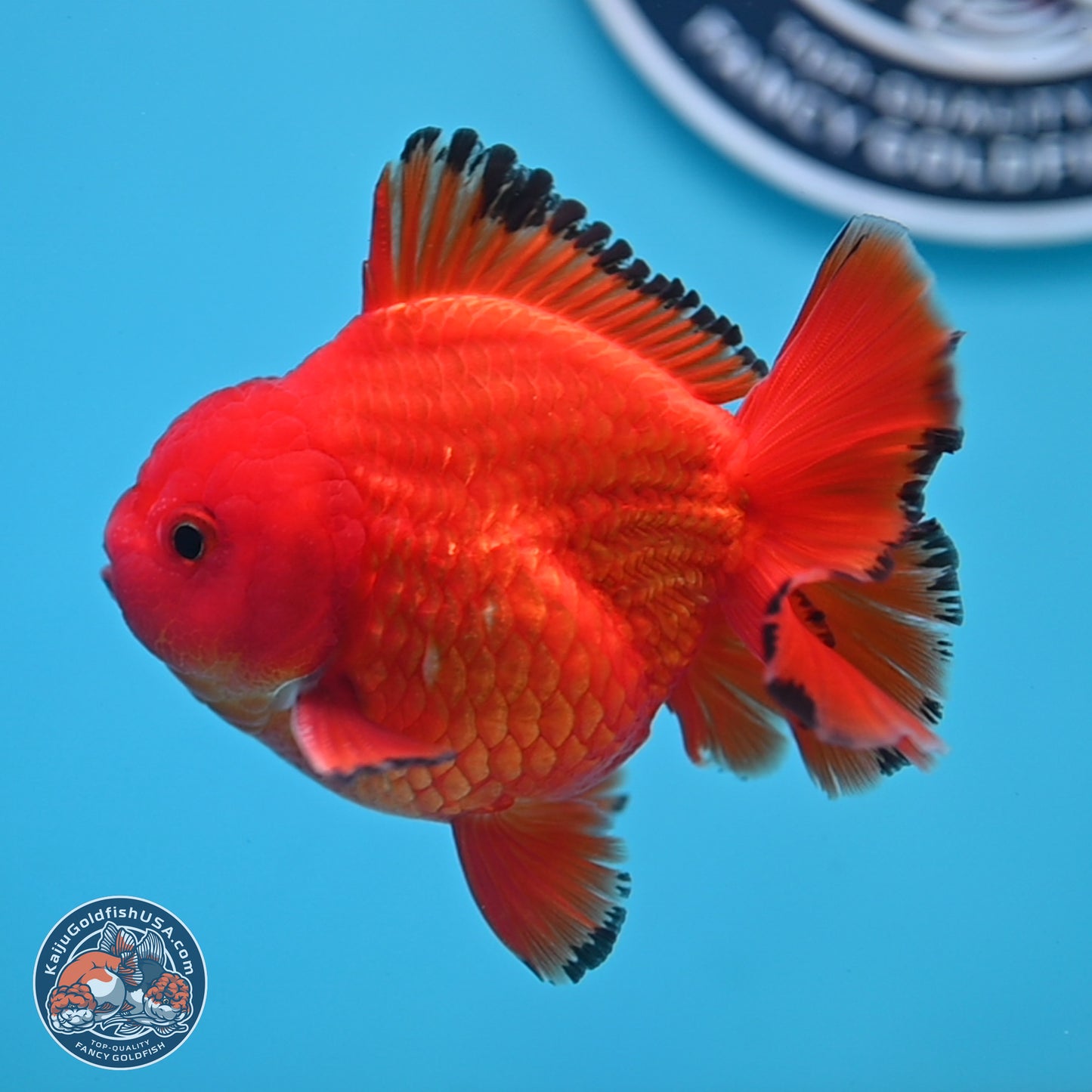 Apache YuanBao Oranda 3.25 inches Body - Male (250307_OR22)
