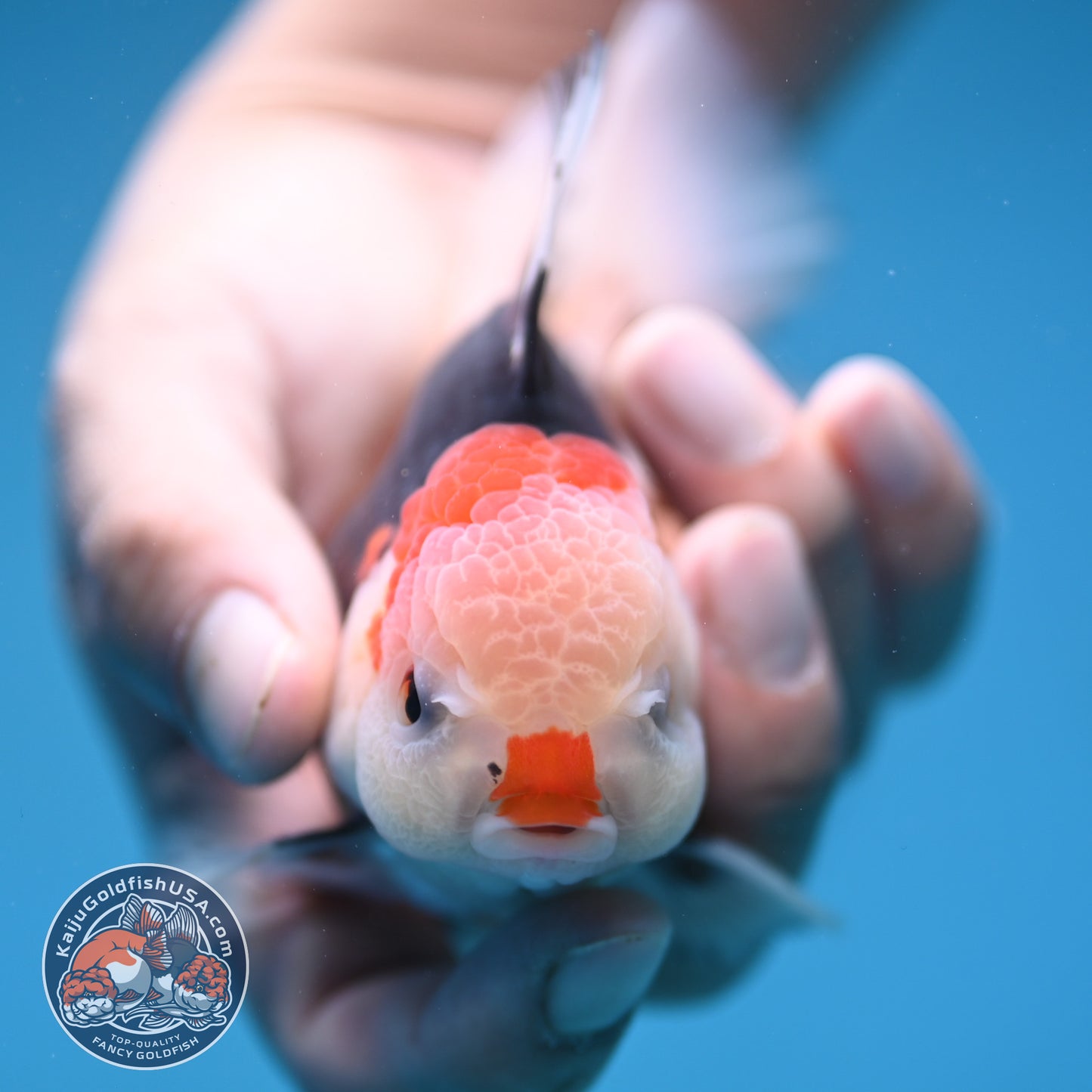 Tricolor Oranda 3 inch Body (250912_OR22)