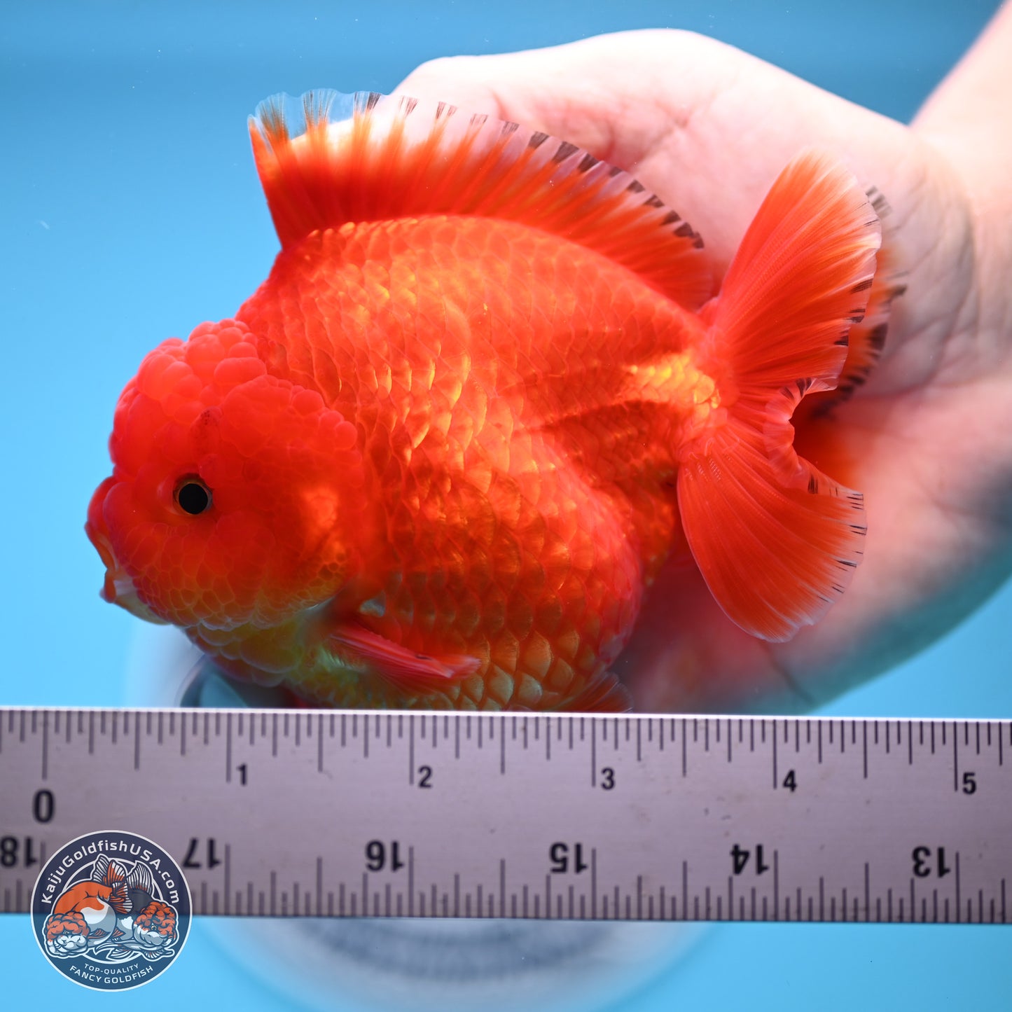 Classic Red YuanBao Oranda 3.5 inches Body - Male (241227_OR22) - Kaiju Goldfish USA