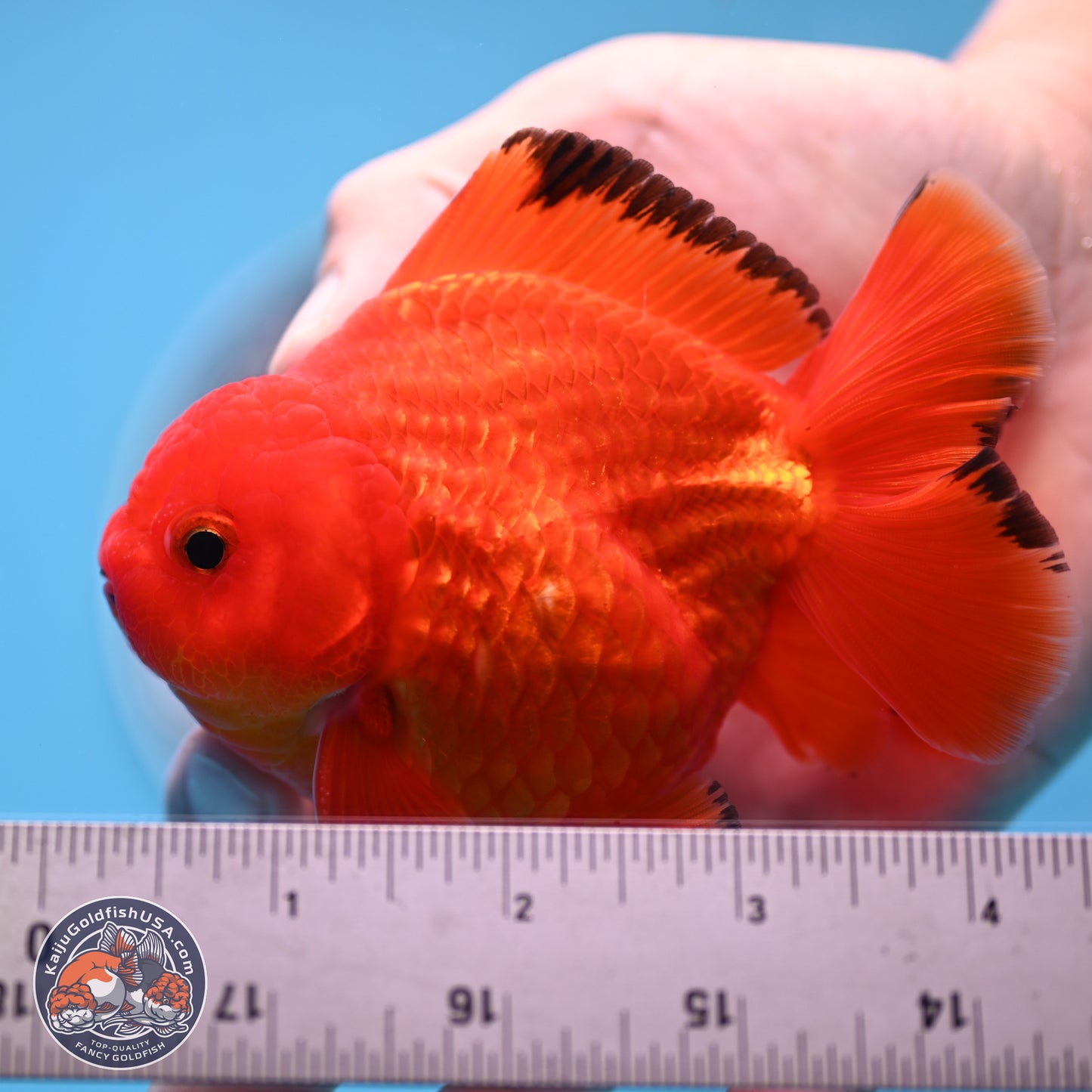 Apache YuanBao Oranda 3.25 inches Body - Male (250307_OR22)