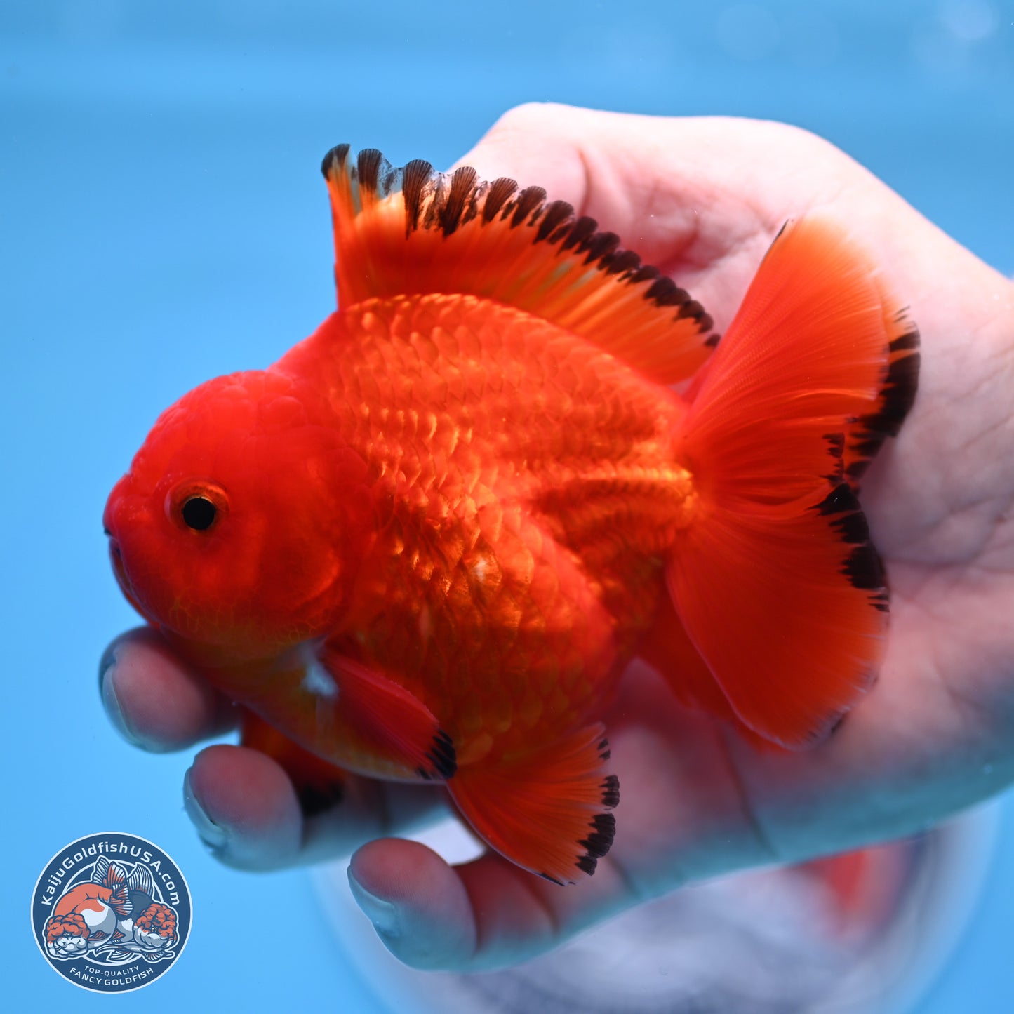 Apache YuanBao Oranda 3.25 inches Body - Male (250307_OR22)