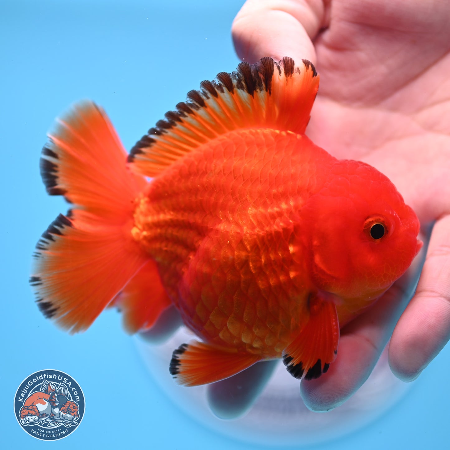 Apache YuanBao Oranda 3.25 inches Body - Male (250307_OR22)