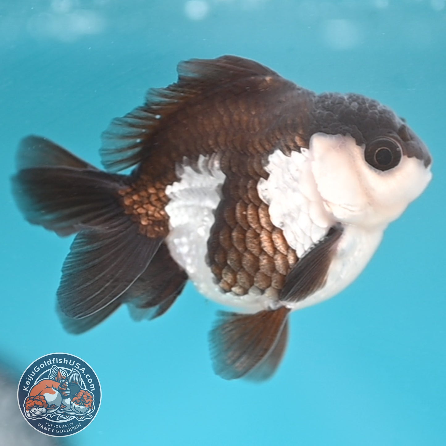 Panda Oranda 3 inches Body (250509_OR22)
