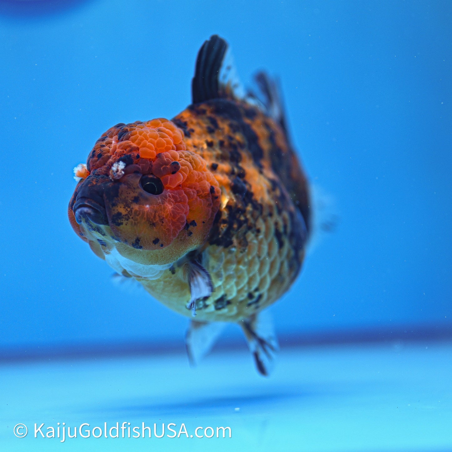 Shogun Godzilla Tiger Oranda 4in Body (240614_OR23) - Kaiju Goldfish USA